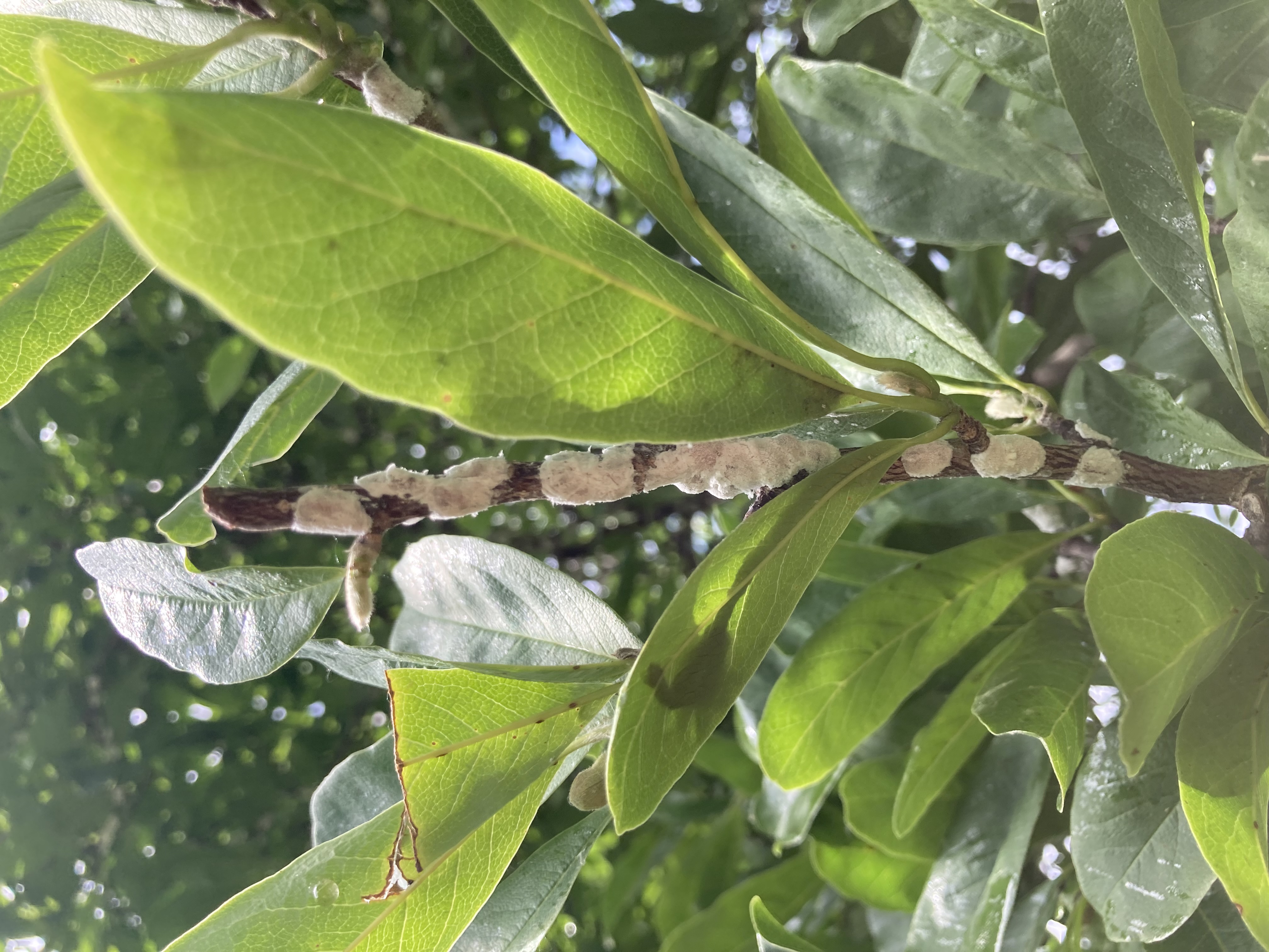 What is this white powdery substance growing on my Japanese Magnolia ...