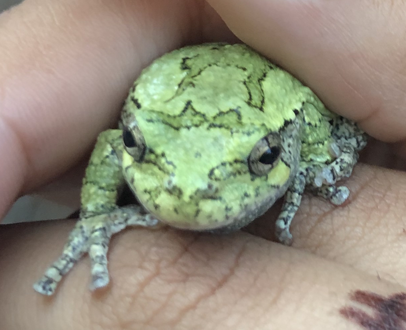 Baby Gray Tree Frog, I released the last of the baby frogs …