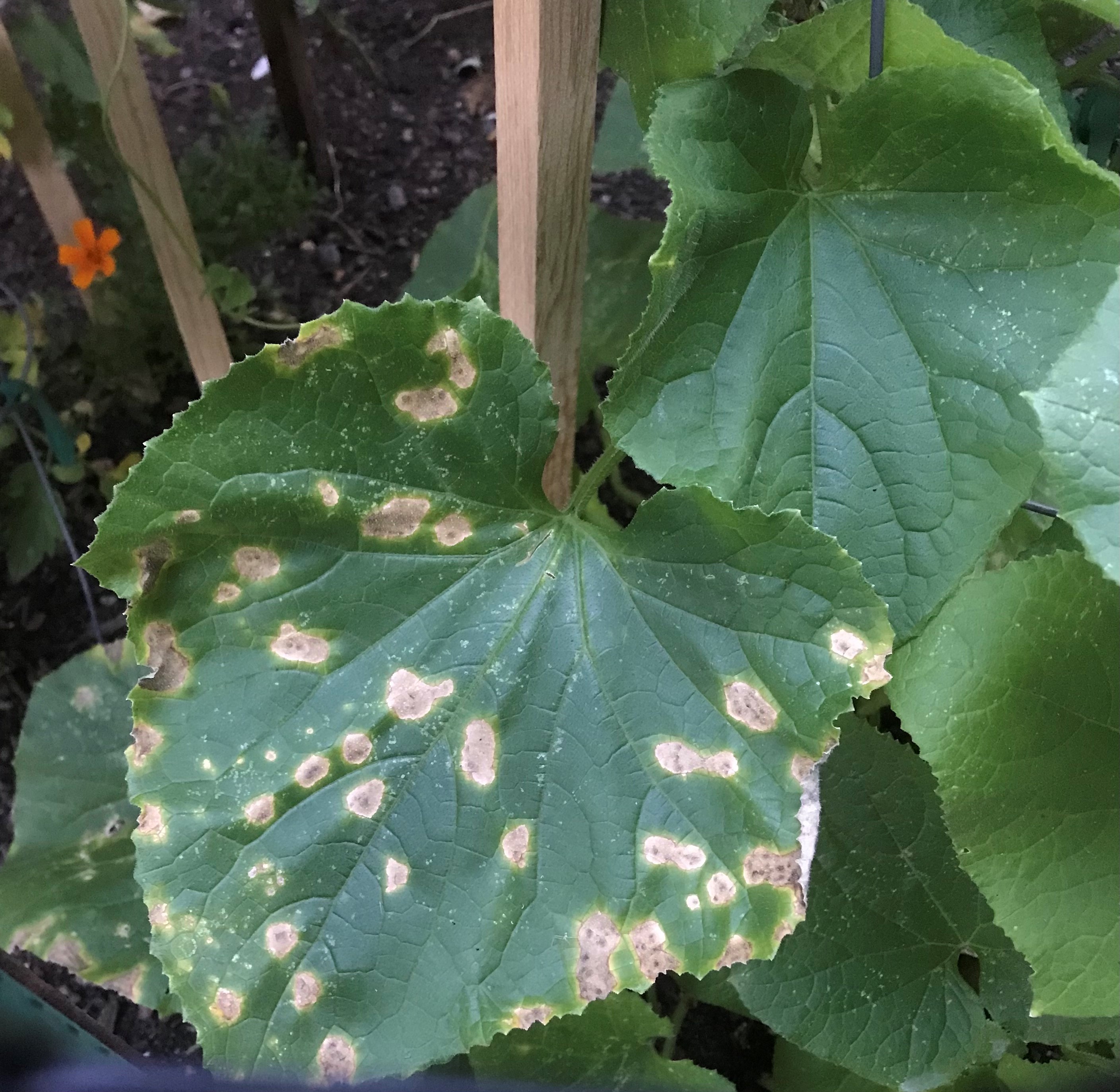 brown-spots-on-cucumber-leaves-ask-extension