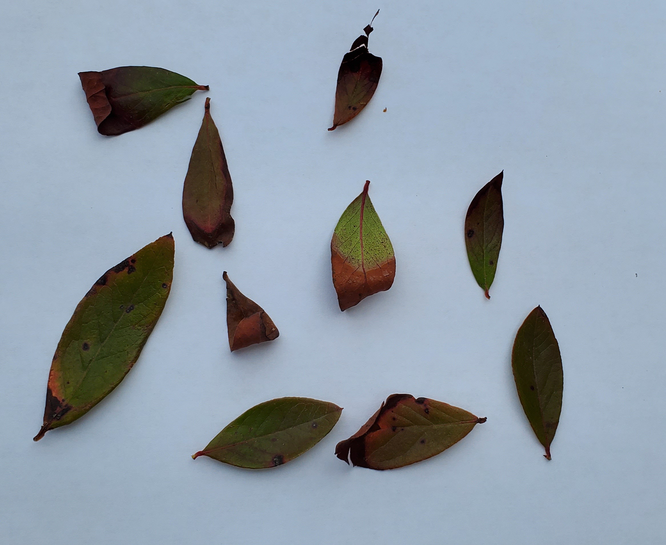 Why Do My Blueberry Plants Have Dry, Curling Leaves With Red Edges And 