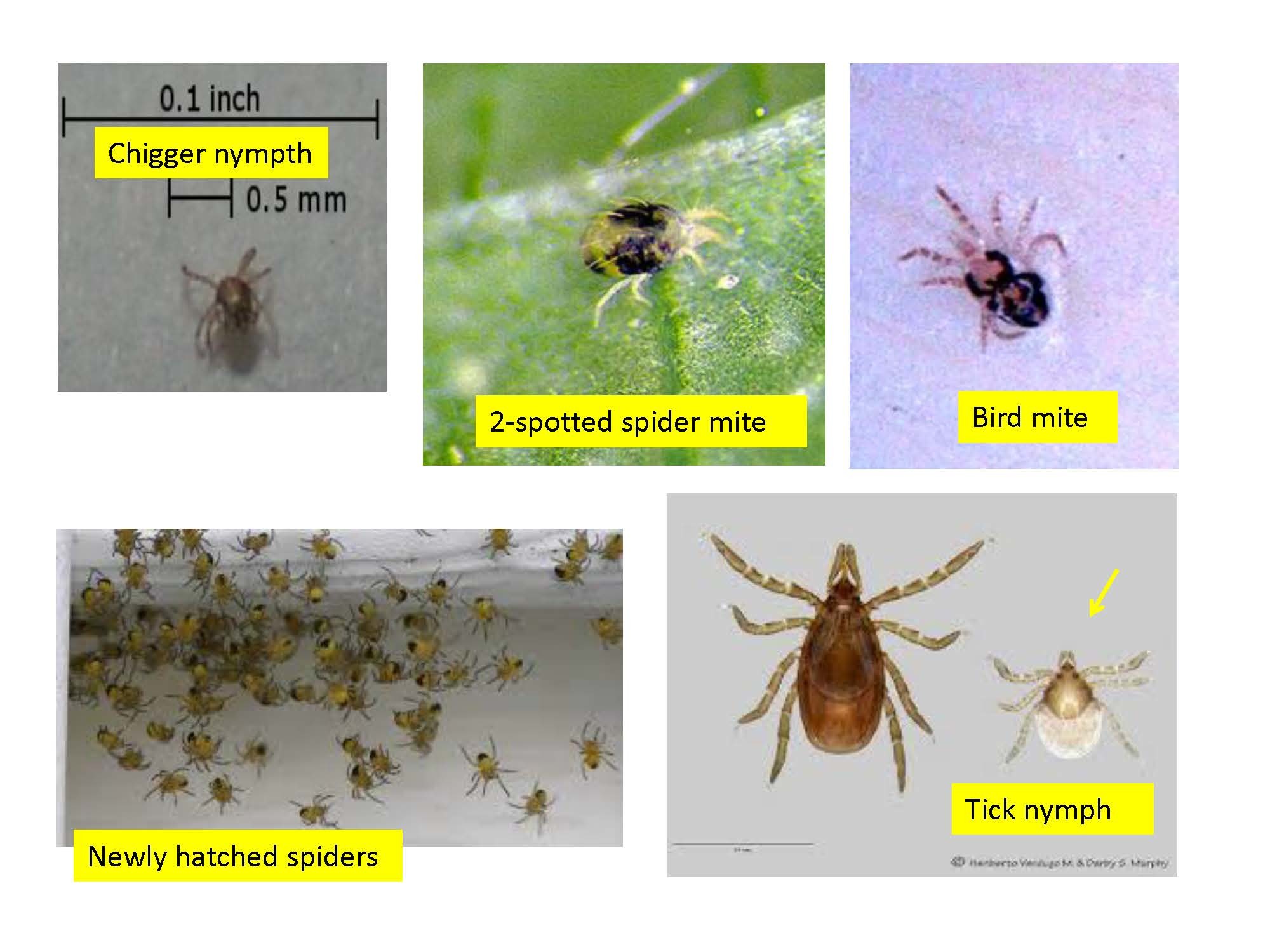 how big are bird mites