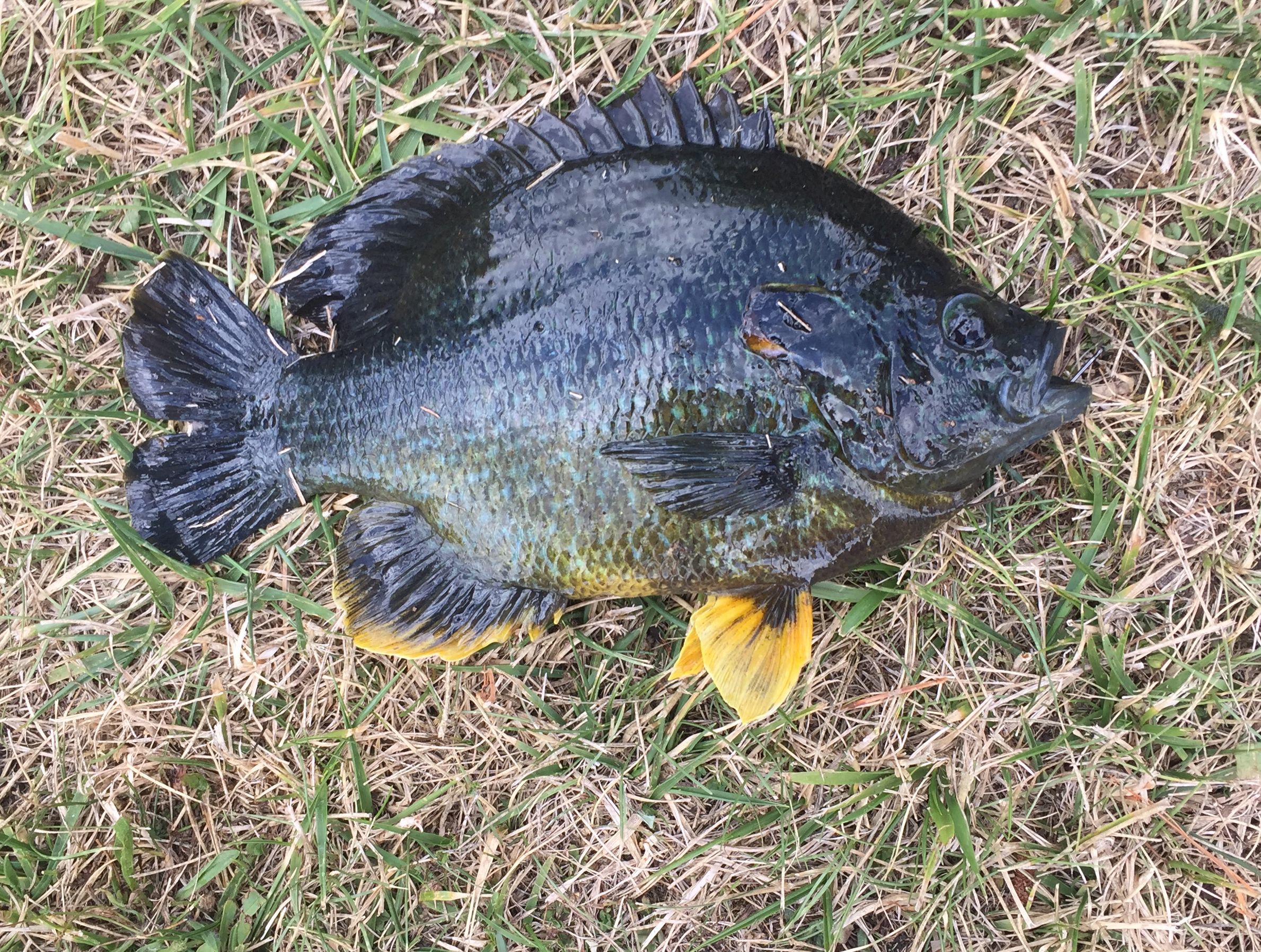 Bluegill vs Hybrid Bluegill