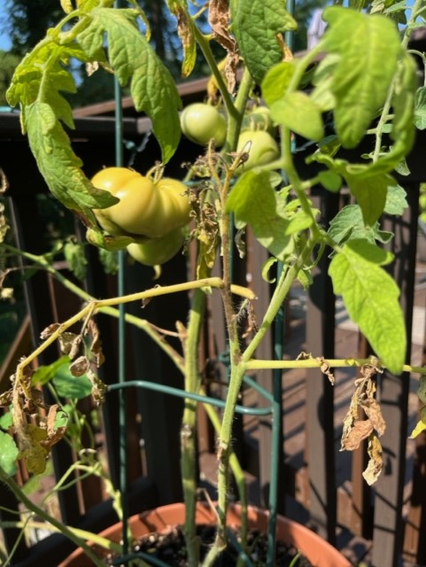 Fusarium Wilt On My Tomatoes Ask Extension 7911