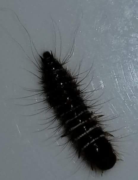 Black fuzzy Caterpillar looking - Ask Extension