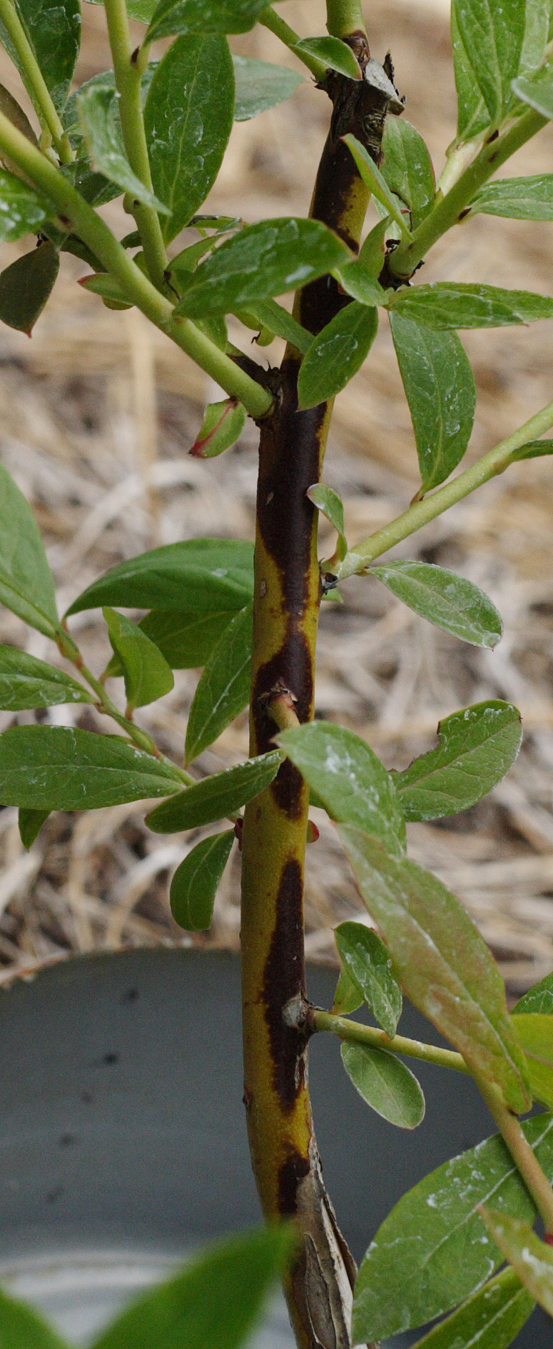 Blueberry Stem Canker Ask Extension