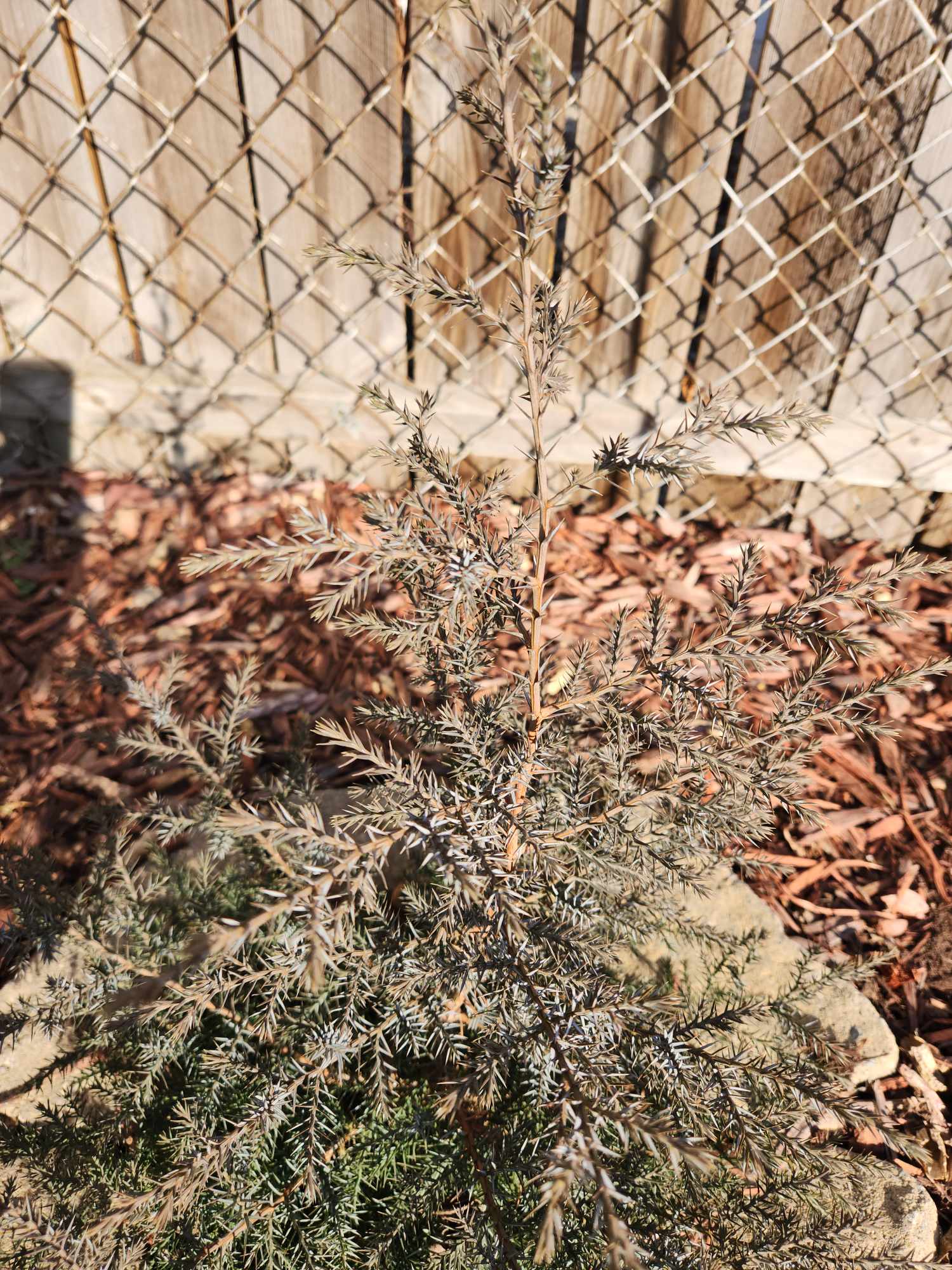 Small evergreen tree seems to be dying. - Ask Extension