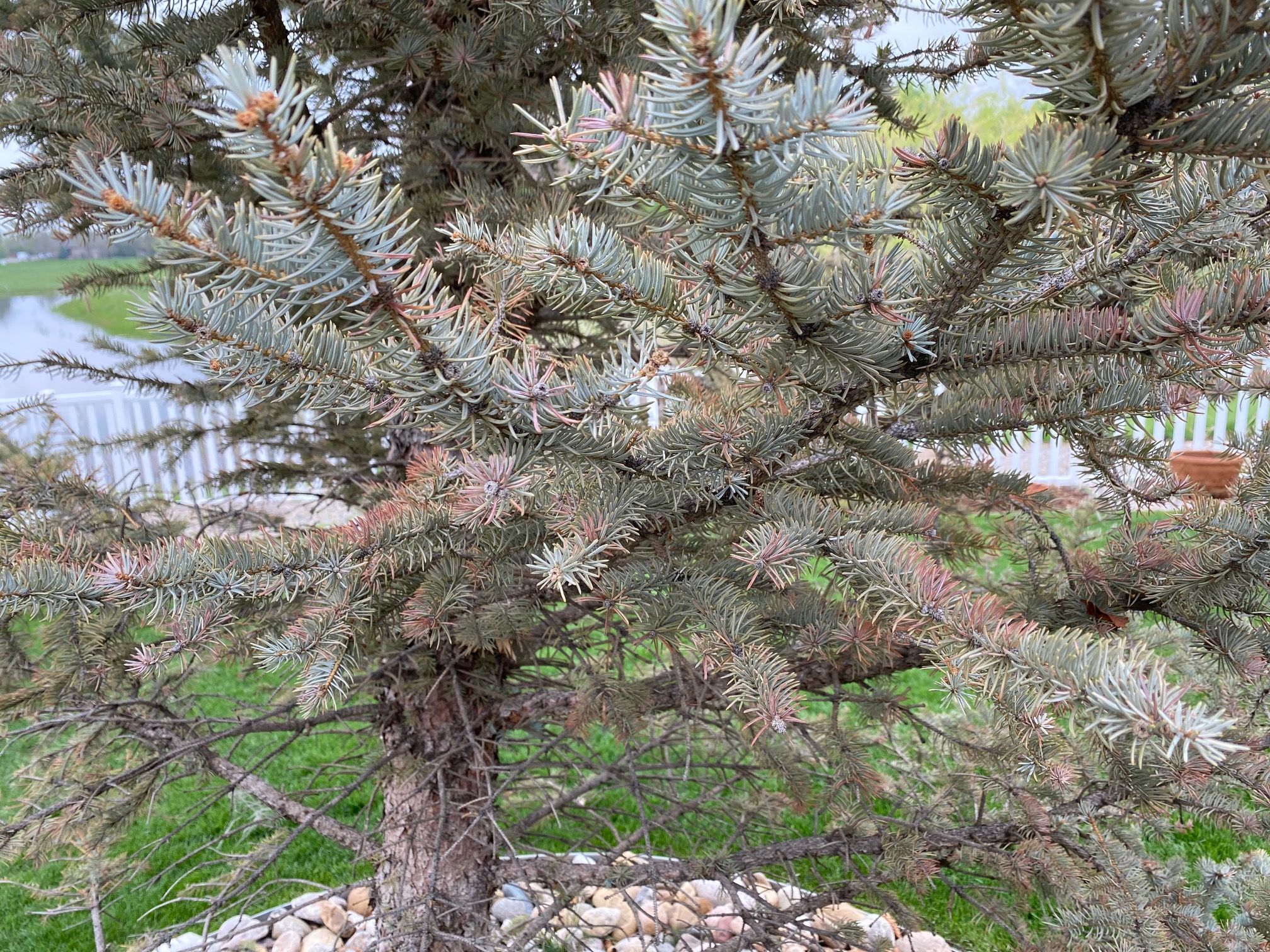 Blue Spruce losing needles Ask Extension