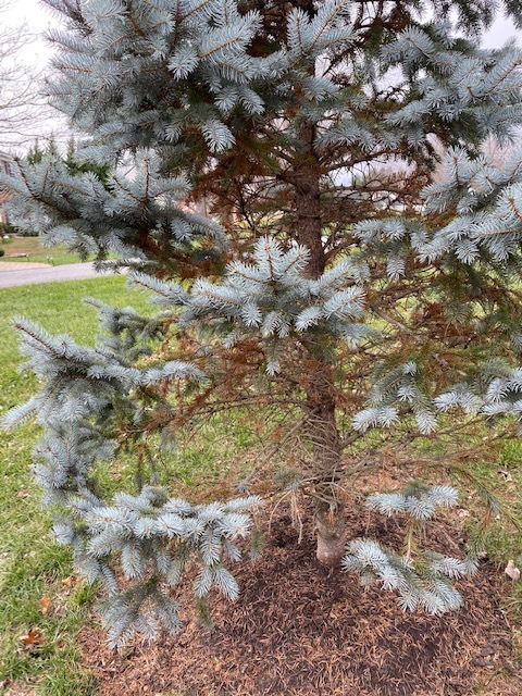 Blue Spruce Needles Turning Brown Ask Extension