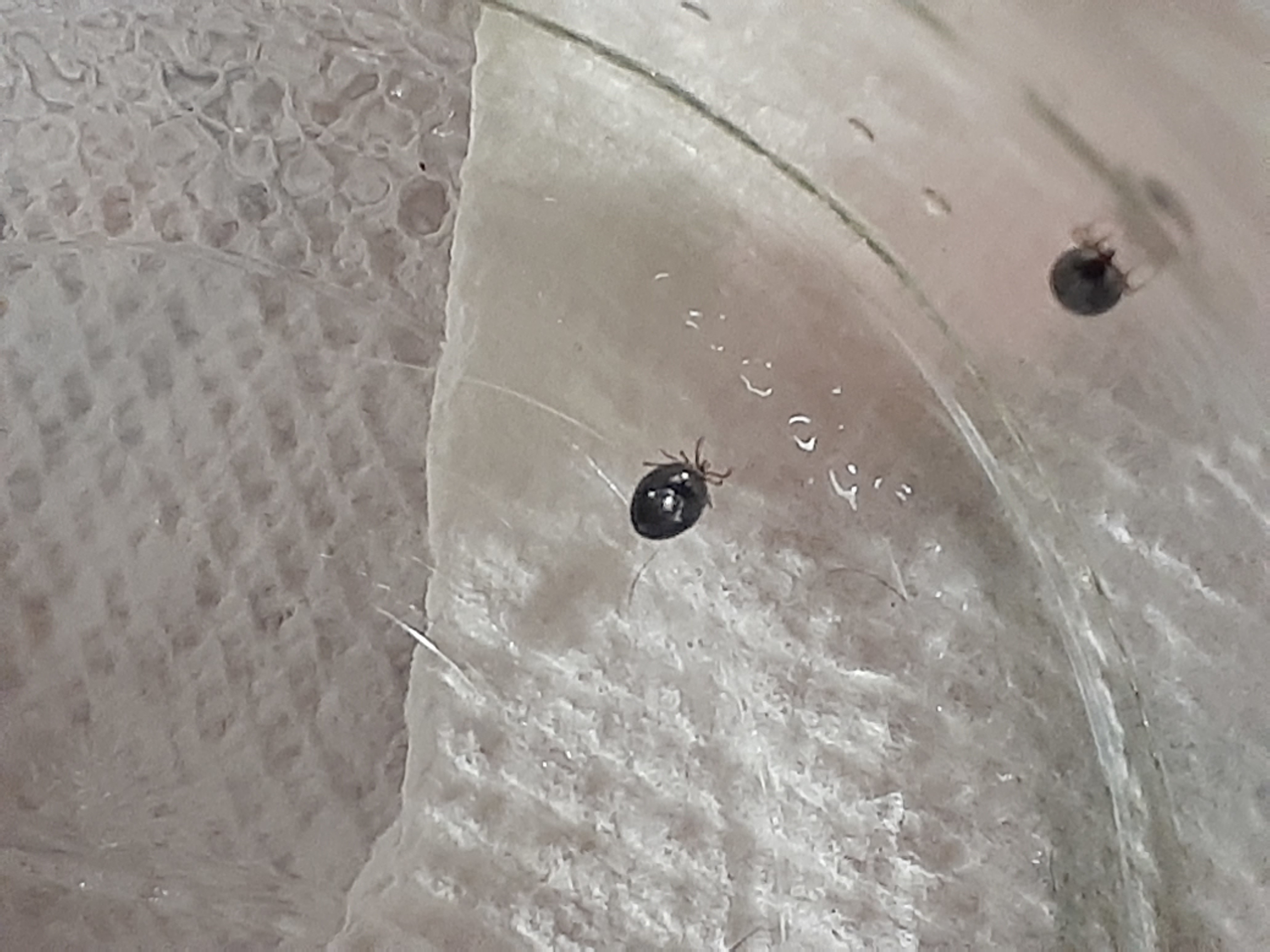 Tiny black beetles Ask Extension