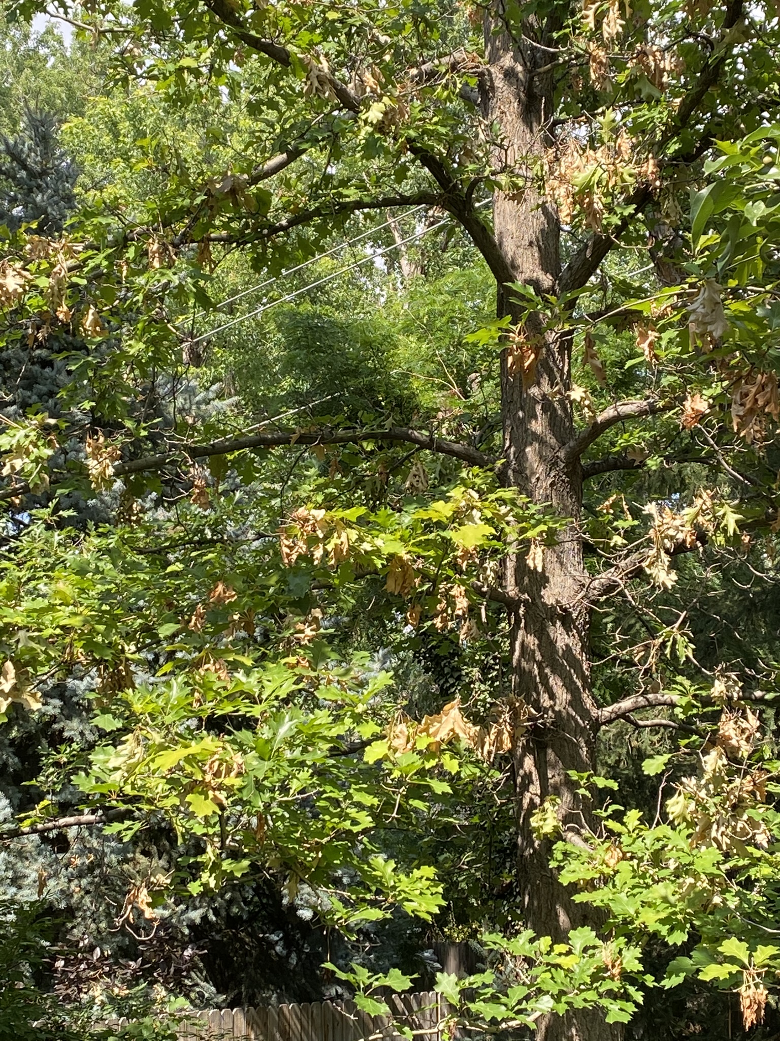 green leaves falling from tree