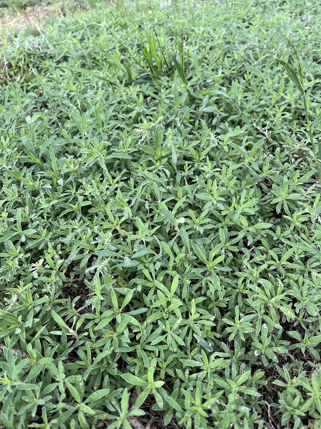 Aggressive Ground Cover Weed Ask Extension 2122