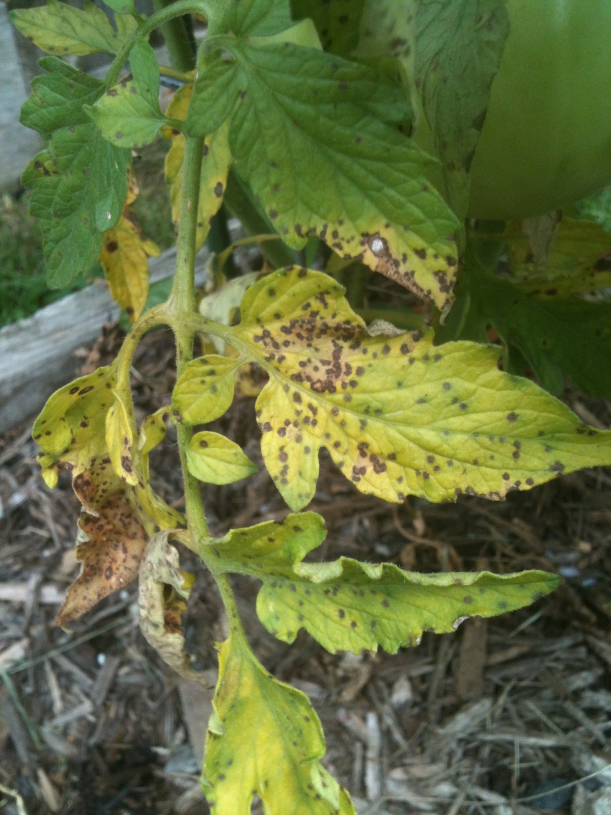 Black Spots On Tomato Plant Leaves Ask Extension 9265