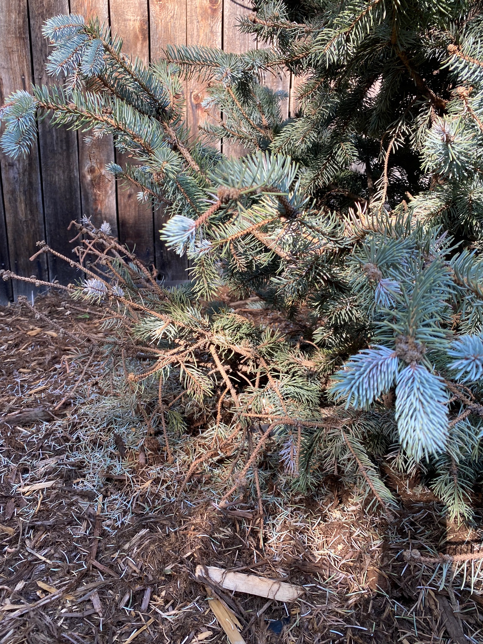 Blue Spruce needle loss Ask Extension