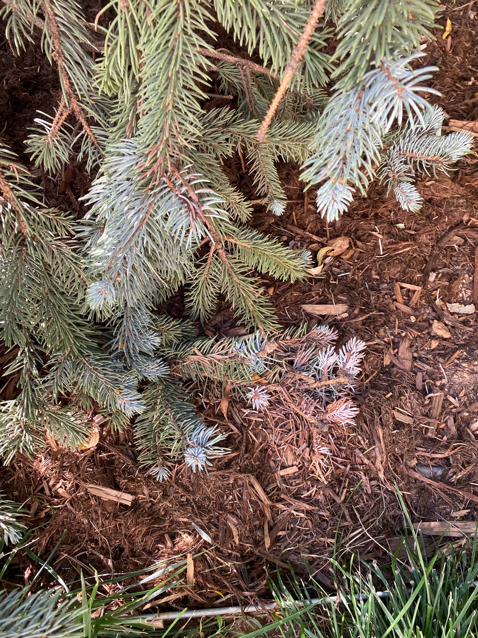 Blue Spruce needle loss Ask Extension