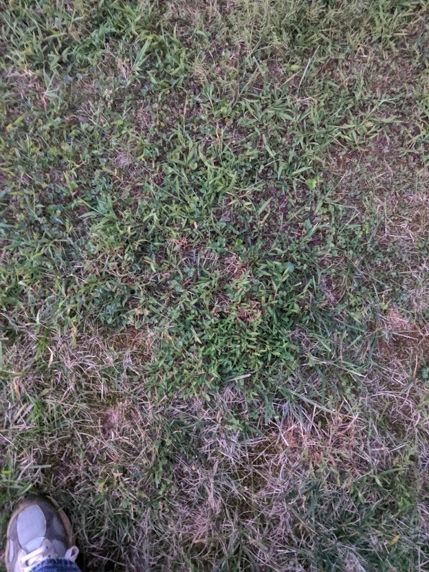 Stubborn weed in lawn - Ask Extension