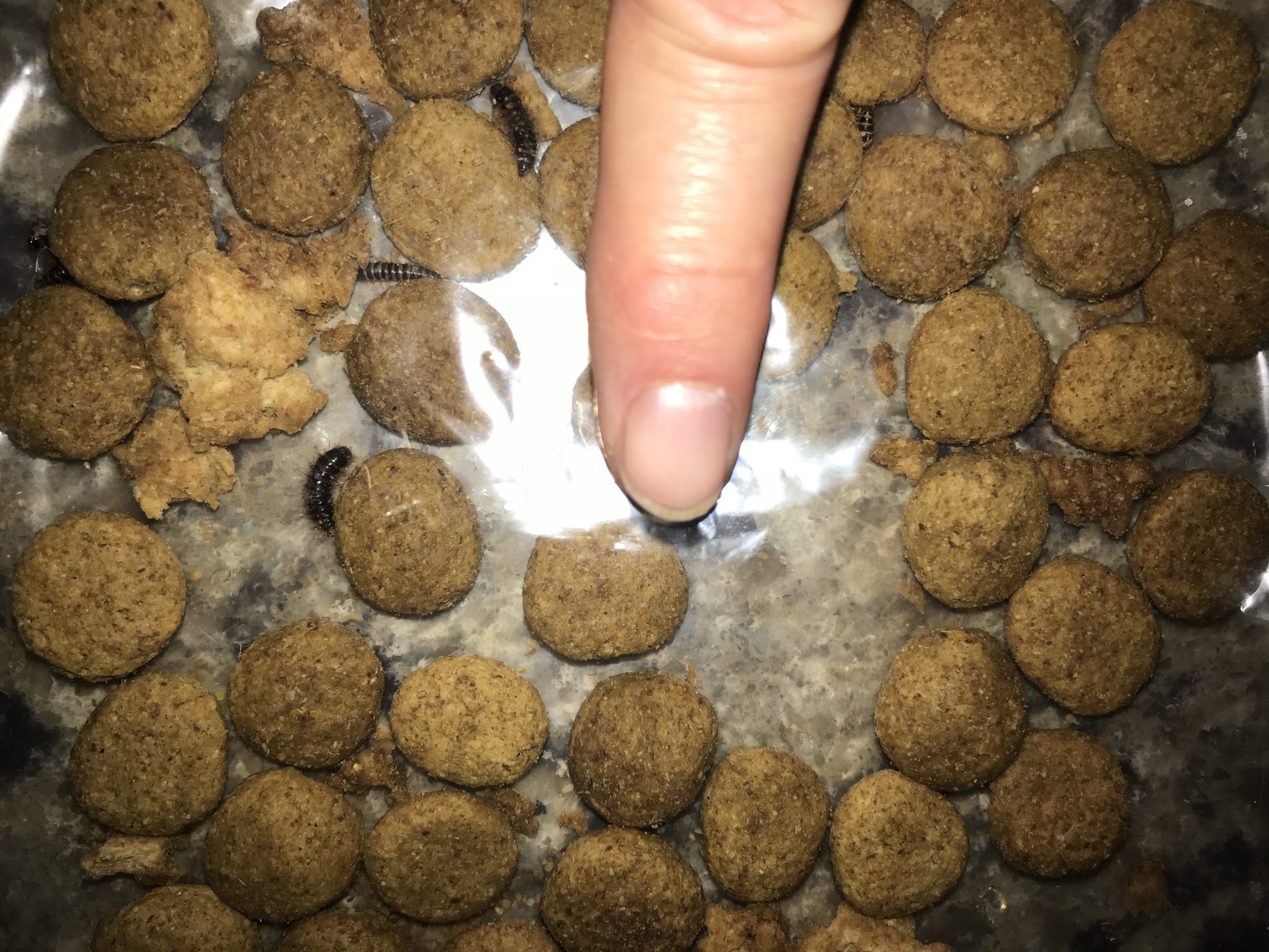 Bugs in our dog s food Ask Extension