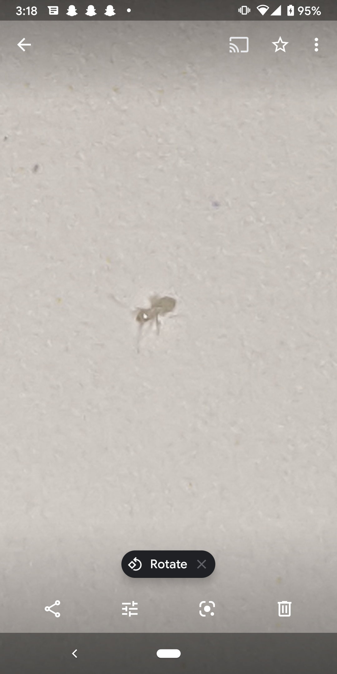 Is this a book louse, bed bug nymph or head louse nymph? - Ask Extension