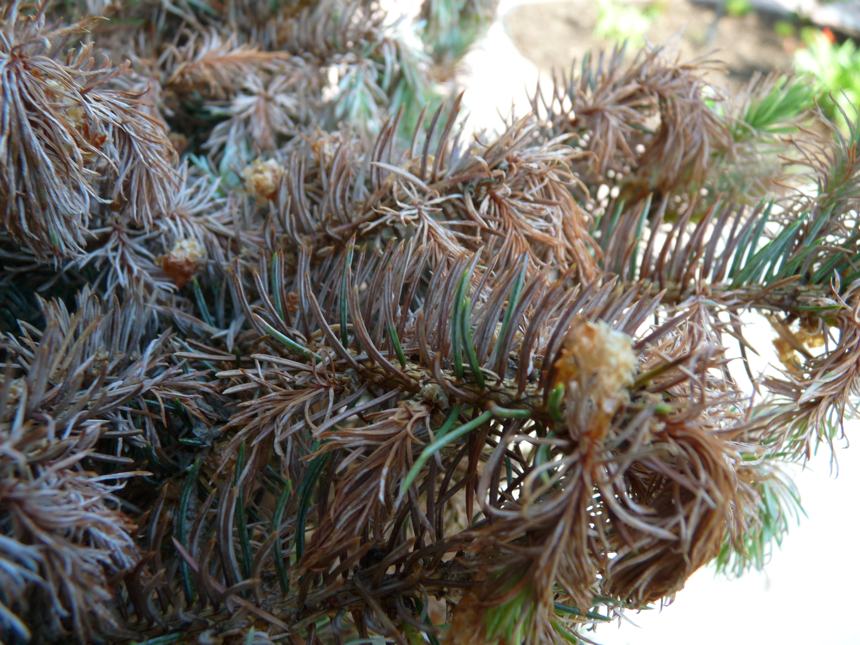 What is causing my blue spruce tree to drop its needles Ask