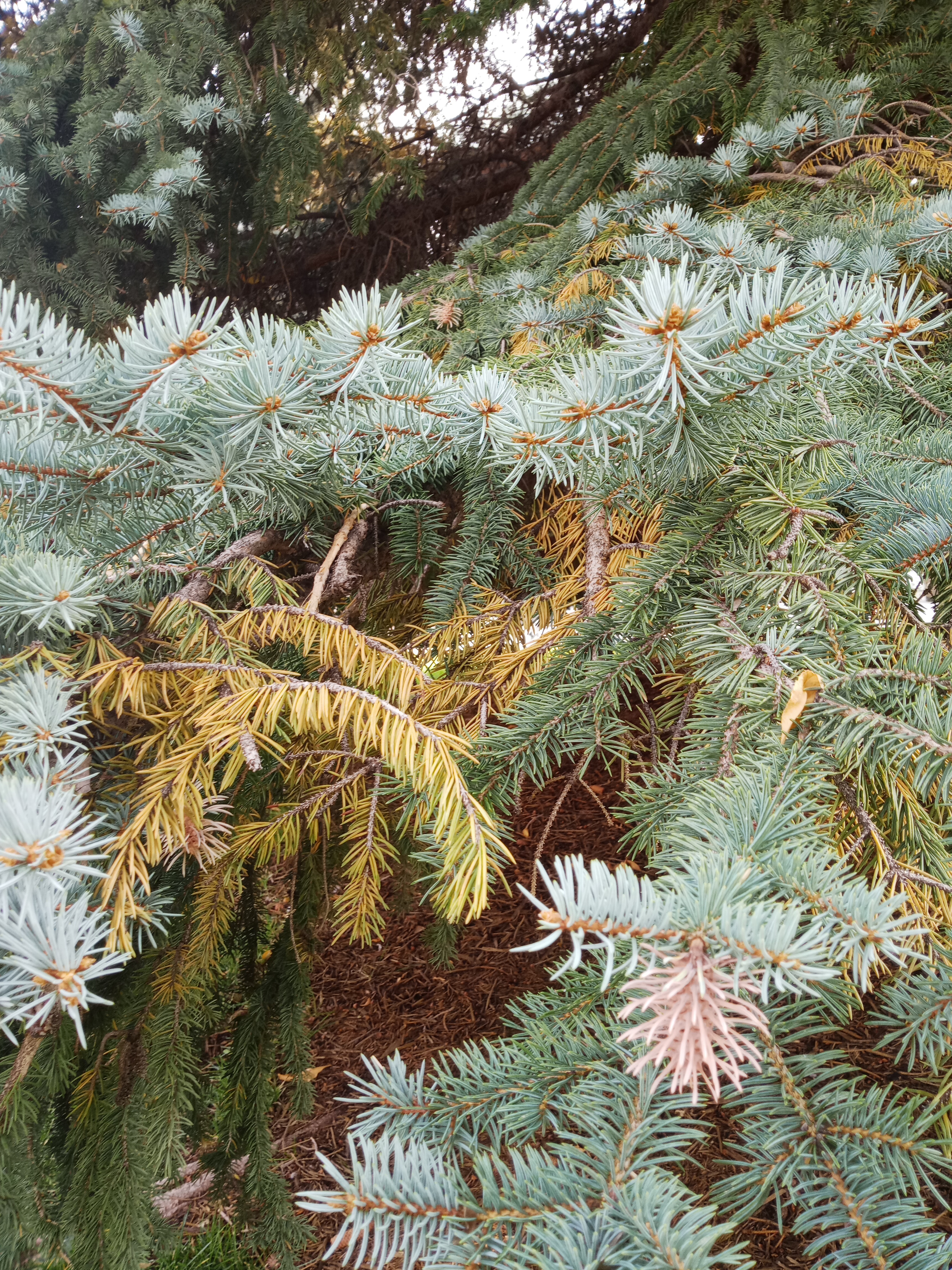 Why are my Blue Spruce tree needles turning yellow Ask Extension