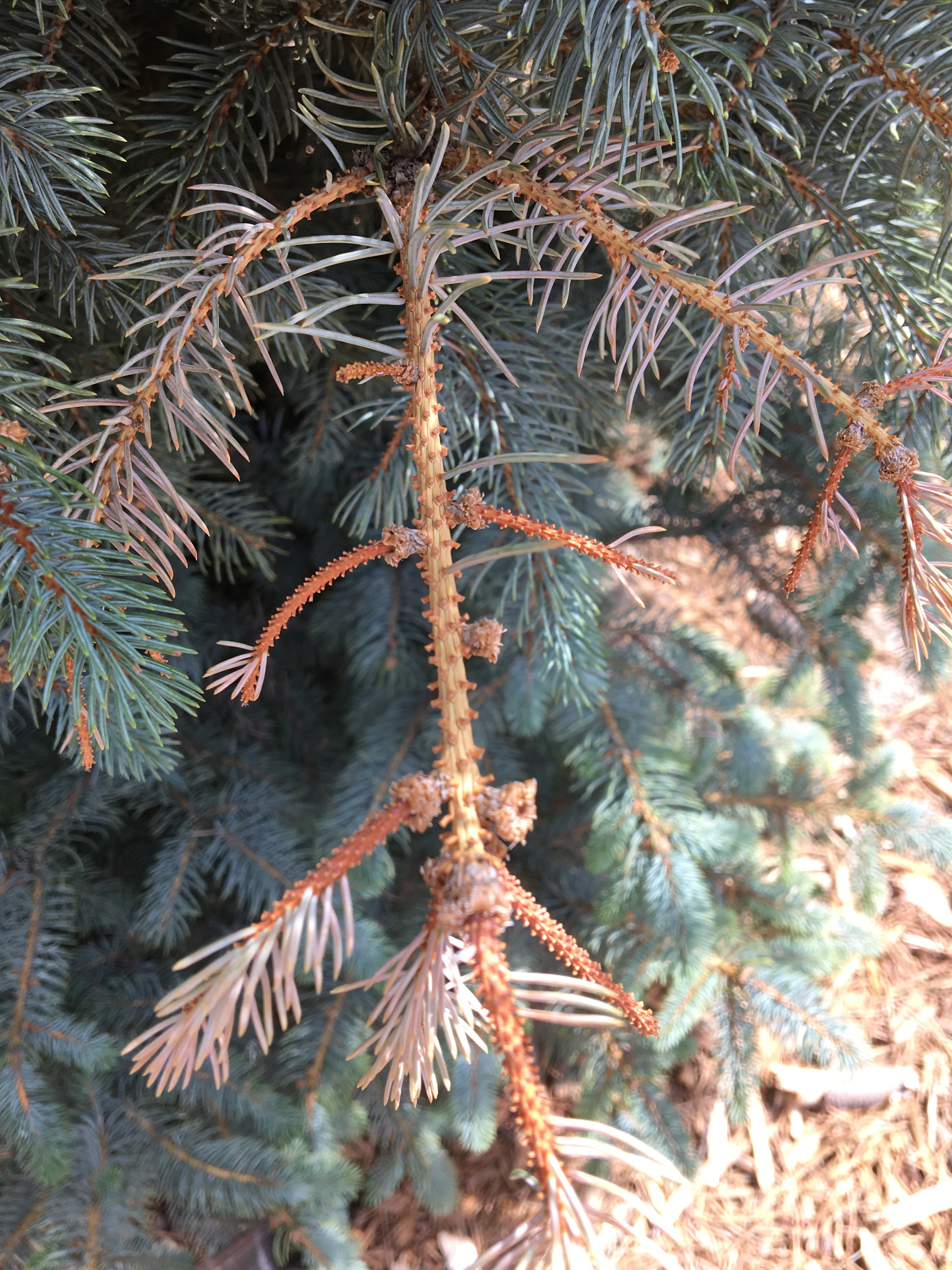 Spruce tree dropping needles Ask Extension