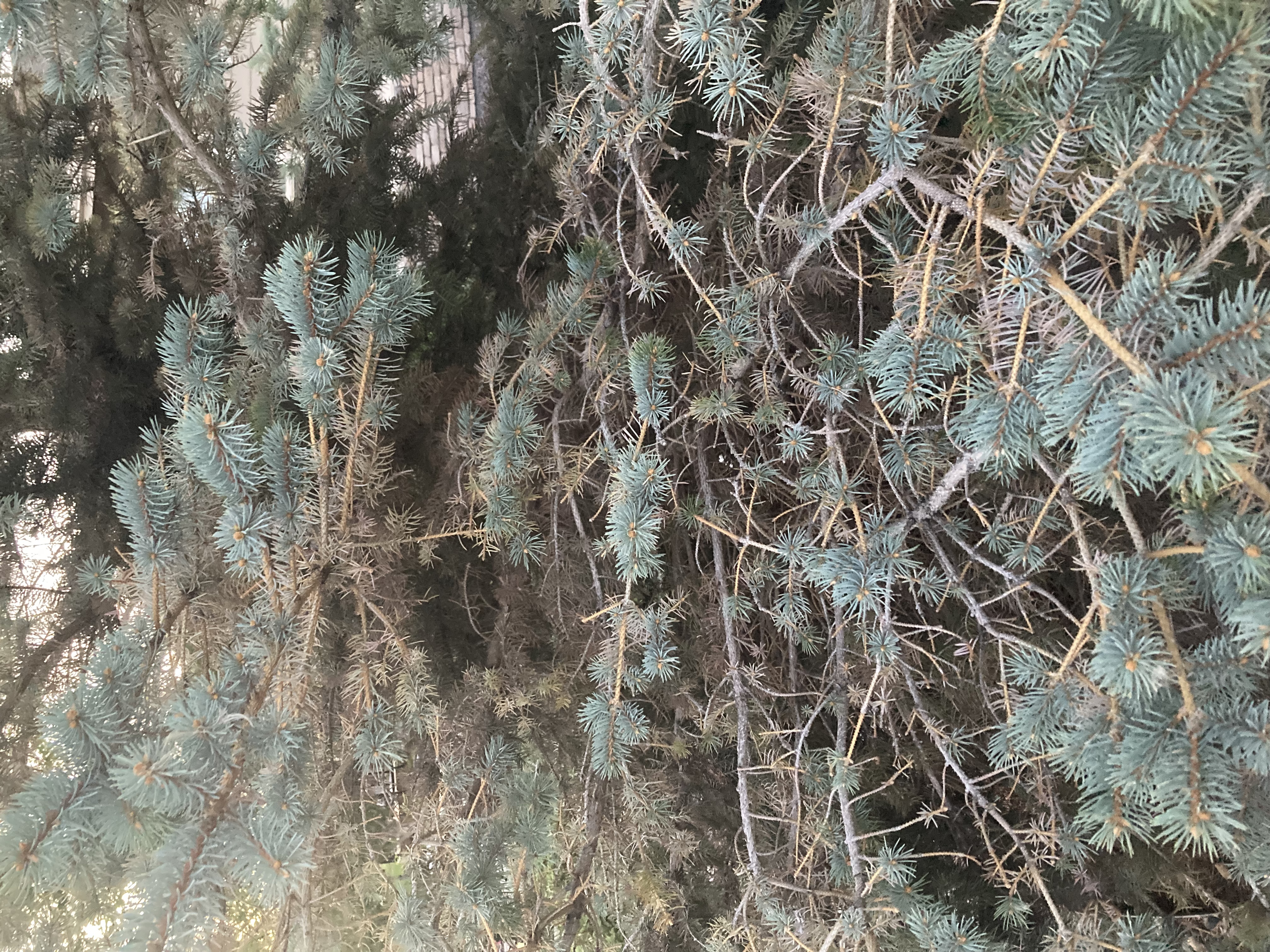 The needles are dropping off of my blue spruce tree. What can