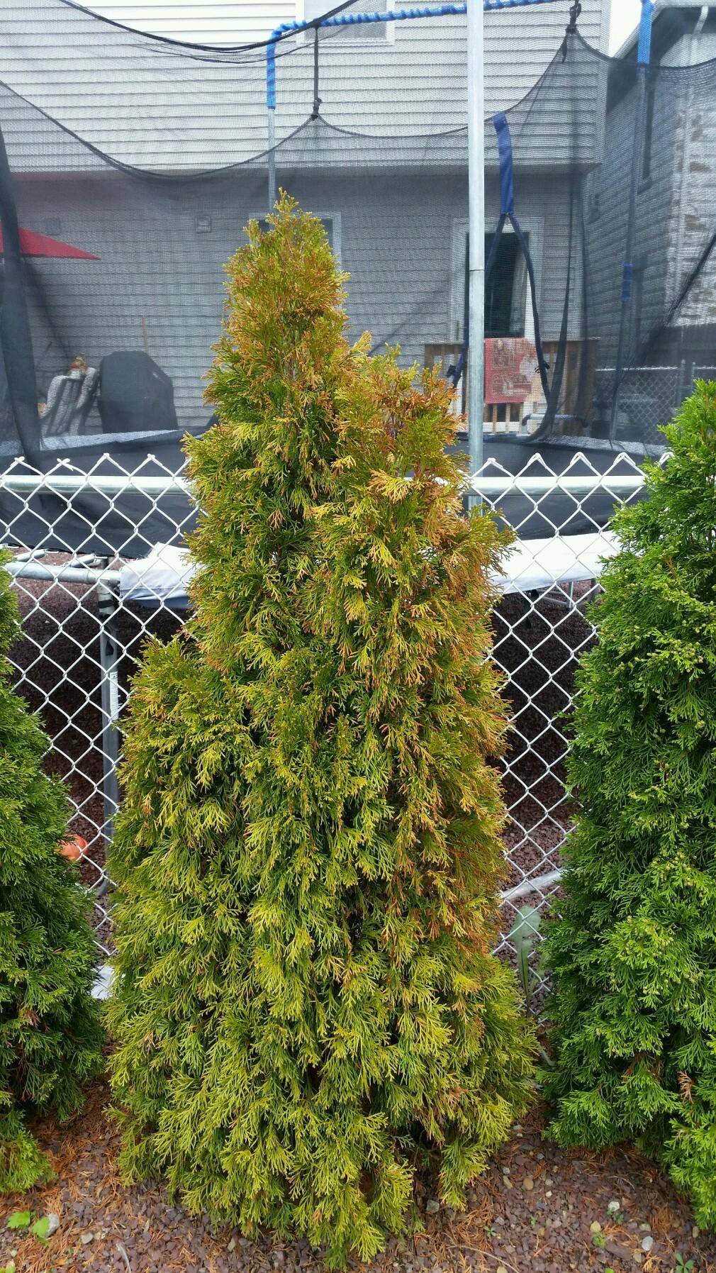 What is causing one of my arborvitae trees to turn yellow? - Ask Extension