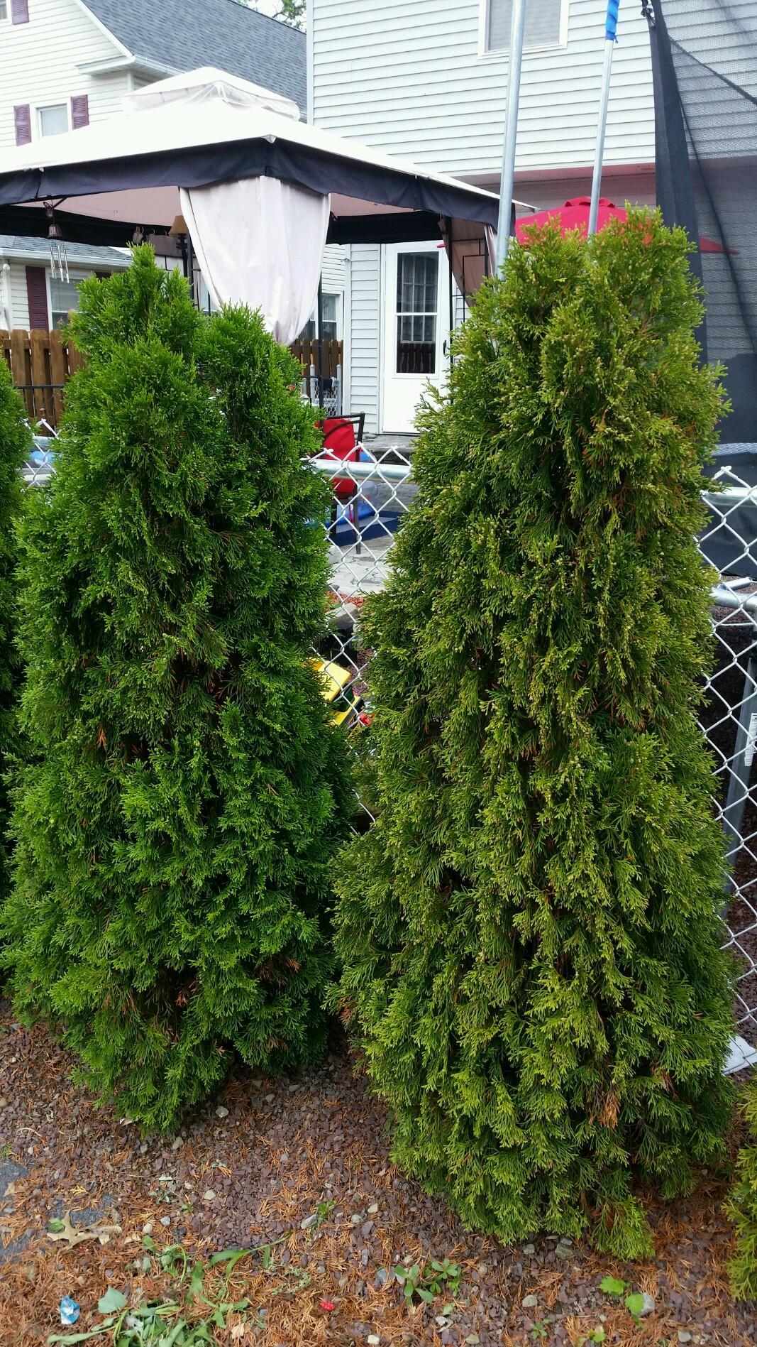 What Is Causing One Of My Arborvitae Trees To Turn Yellow? - Ask Extension