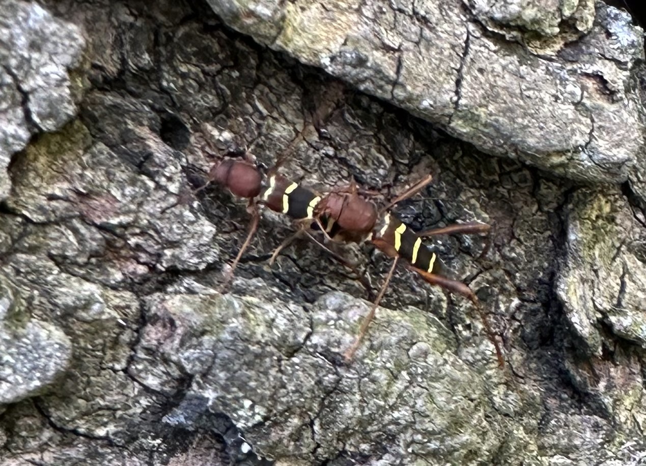 We Have Discovered Red Headed Ash Borer On Our 25 Year Old Red Maple 