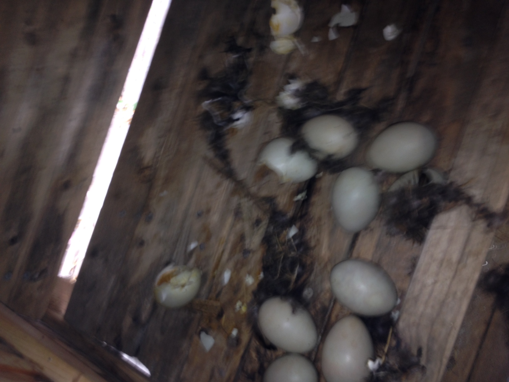 mallard duck eggs