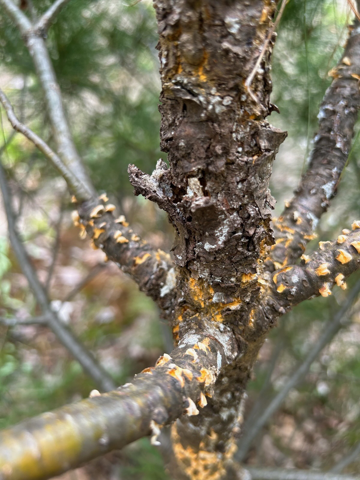 White Pine and orange fungus issue - Ask Extension