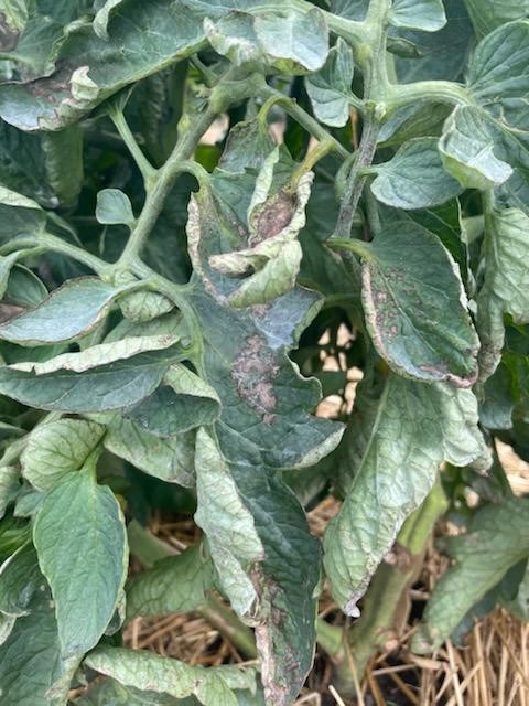 spots on tomatoe leaves- curling leaves - Ask Extension