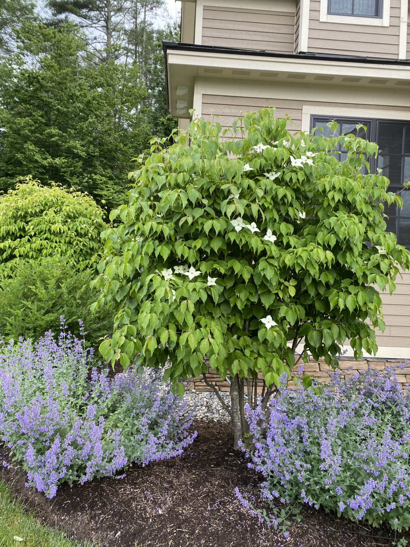 Why are my Kousa Dogwoods not flowering or flowering very minimally ...