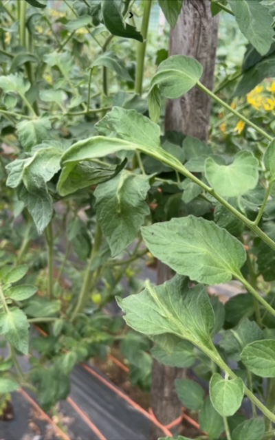 Tomato plant concern - Ask Extension