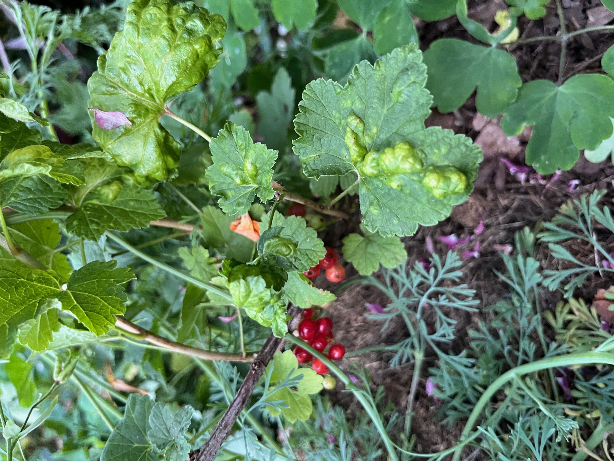 Red Currant with Aphids ? - Ask Extension