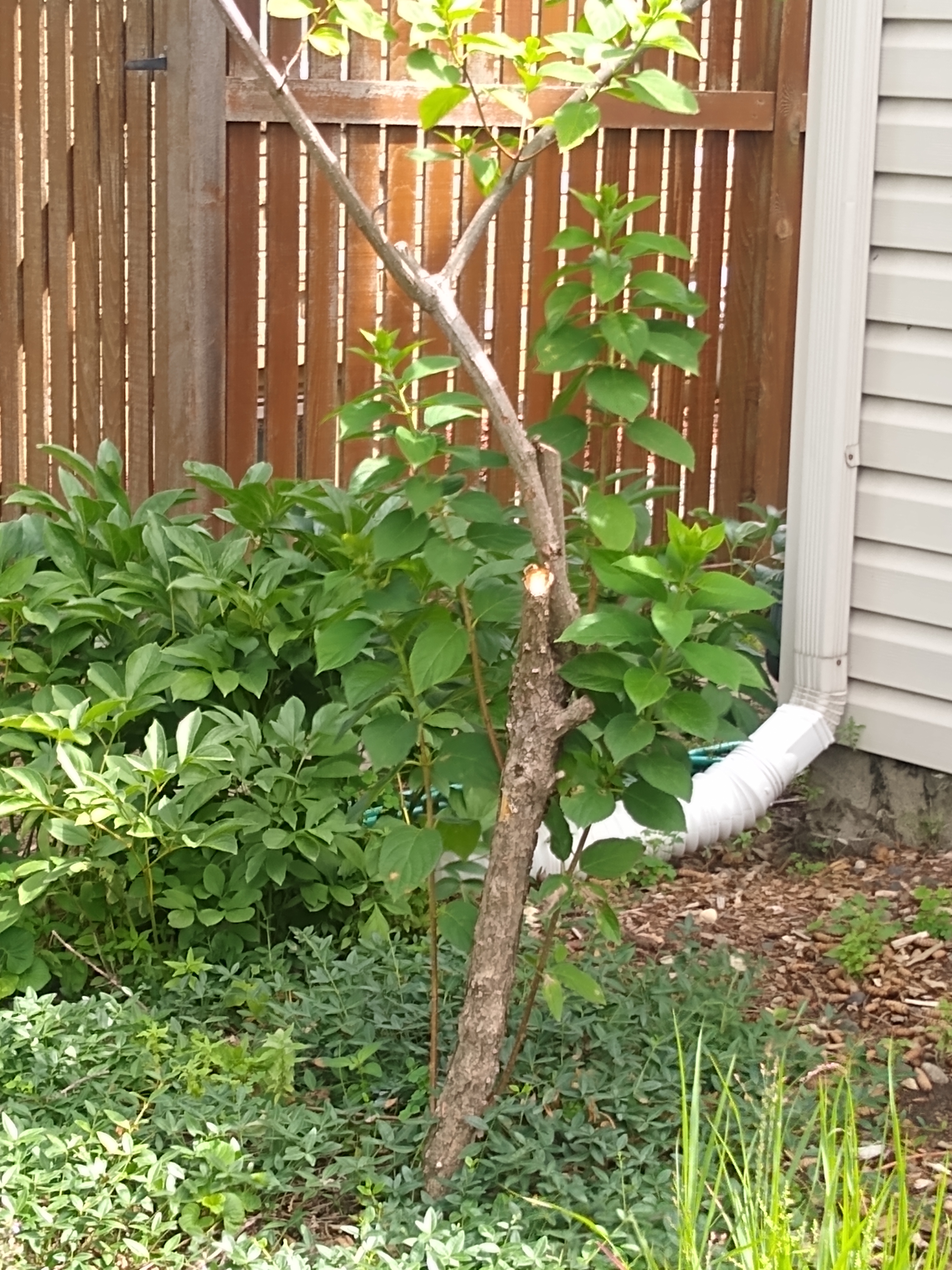 Hydrangea Tree Odd Growth - Ask Extension