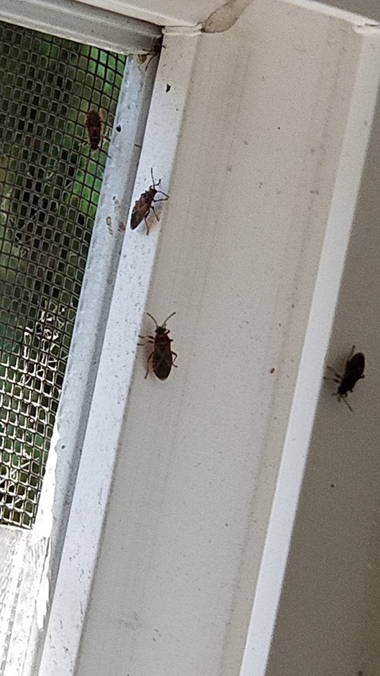 Boxelder or Elm Seed Bug - Ask Extension