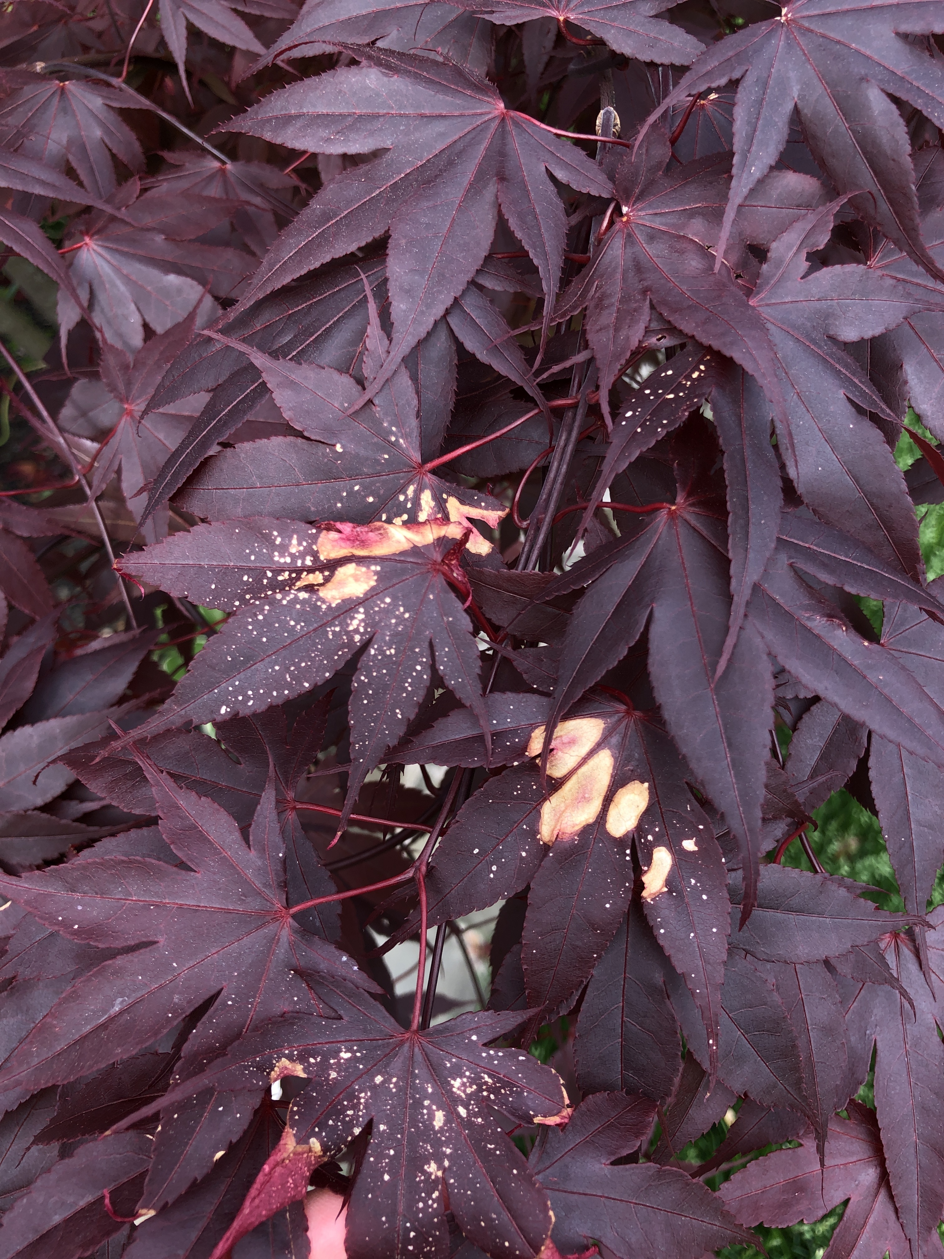 spots on japanese maple leaves: causes and solutions