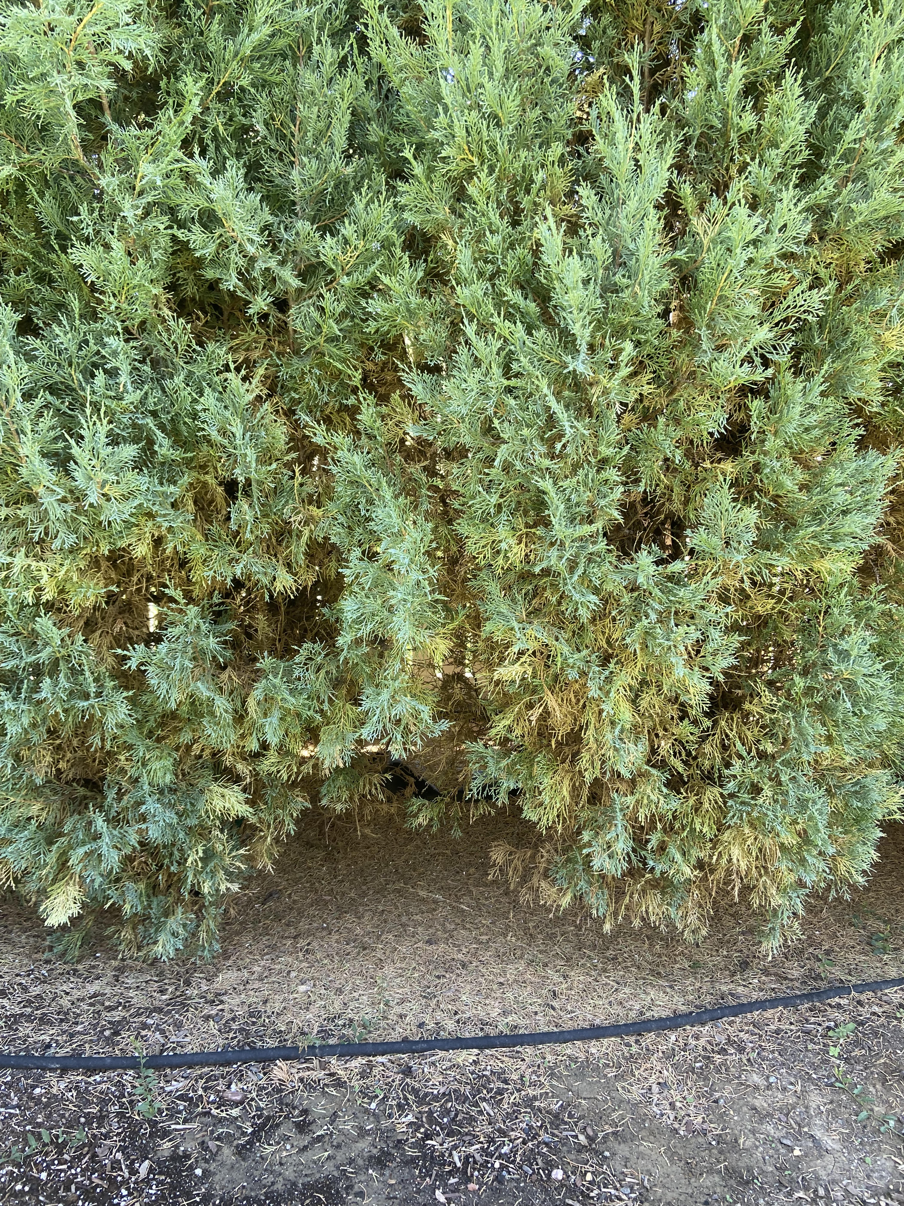 Medora Junipers Dropping Brown Leaves and Losing Fullness - Ask Extension