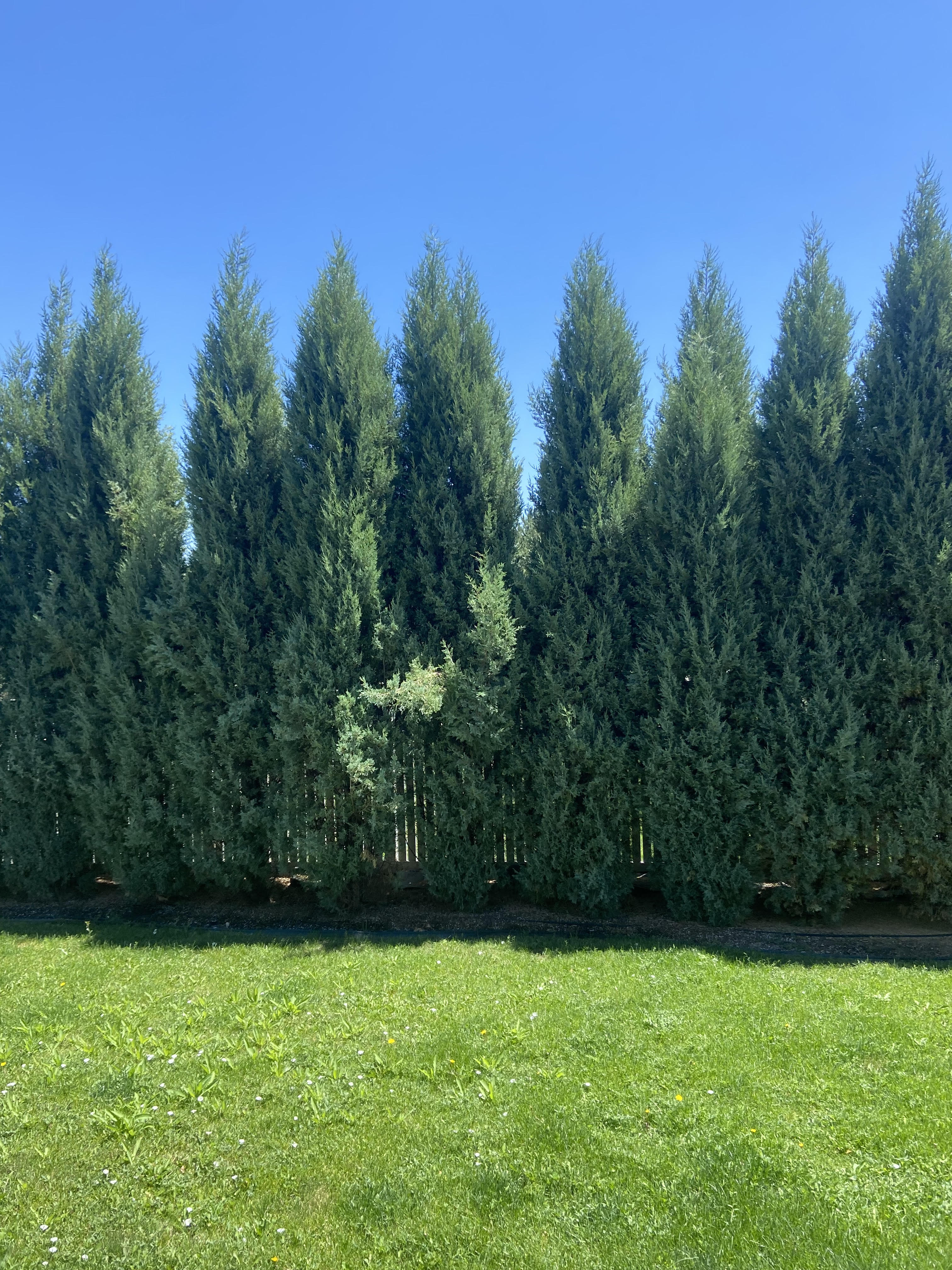 Medora Junipers Dropping Brown Leaves and Losing Fullness - Ask Extension