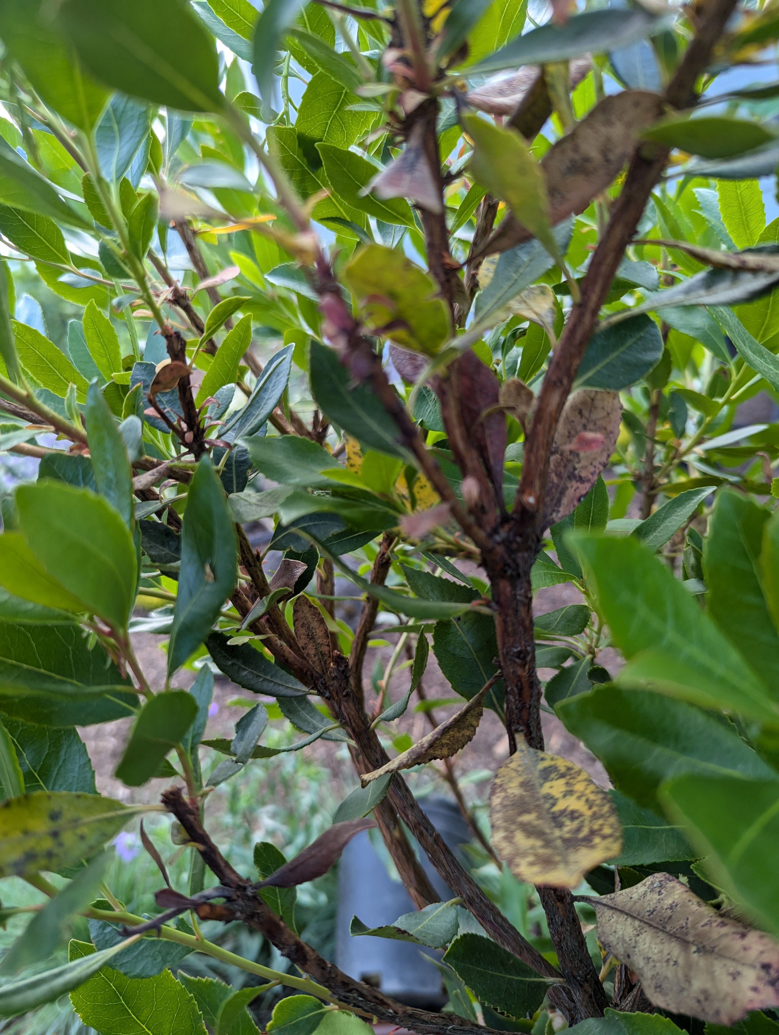 Spots On Arbutus Unedo Compacta Leaves - Ask Extension