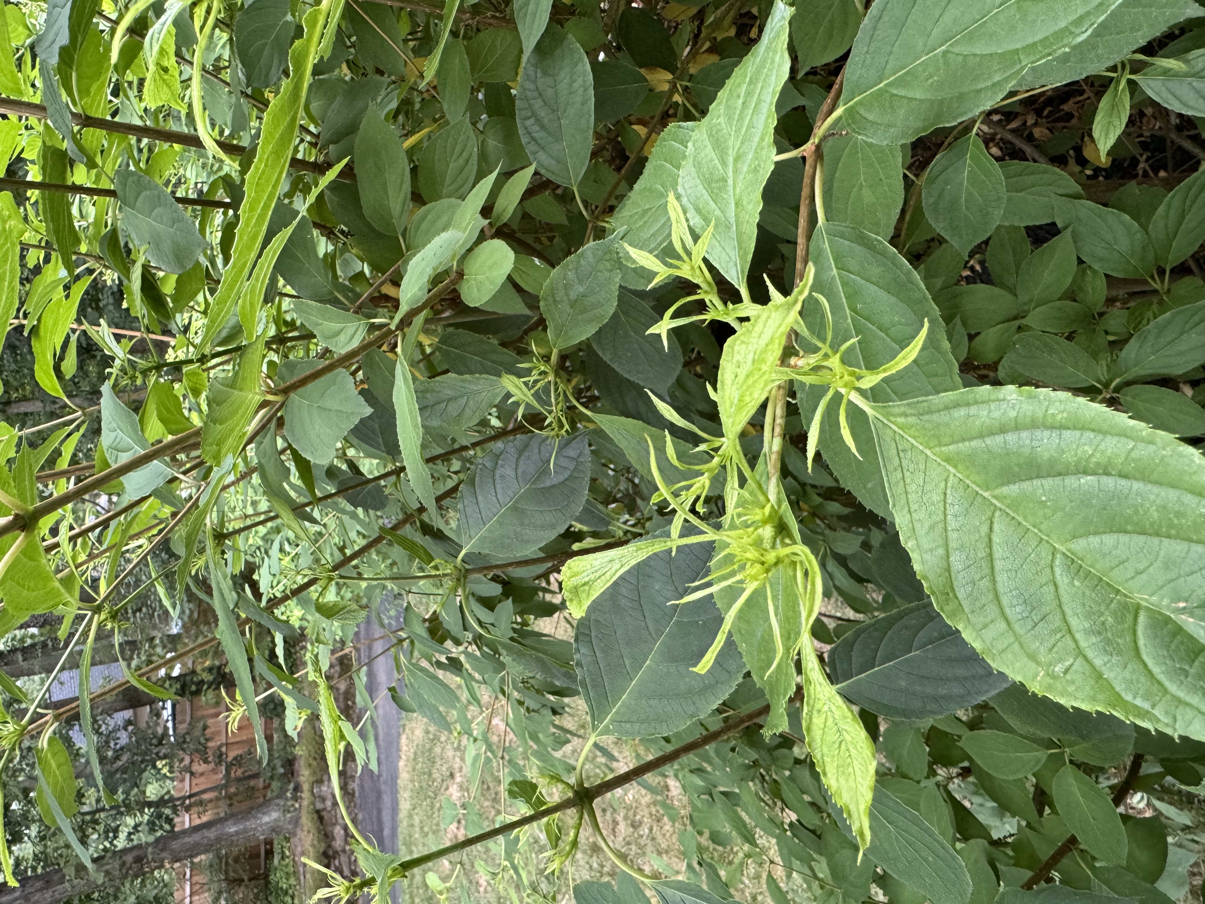 Unusual Leaf Formation On Hydrangeas - Ask Extension