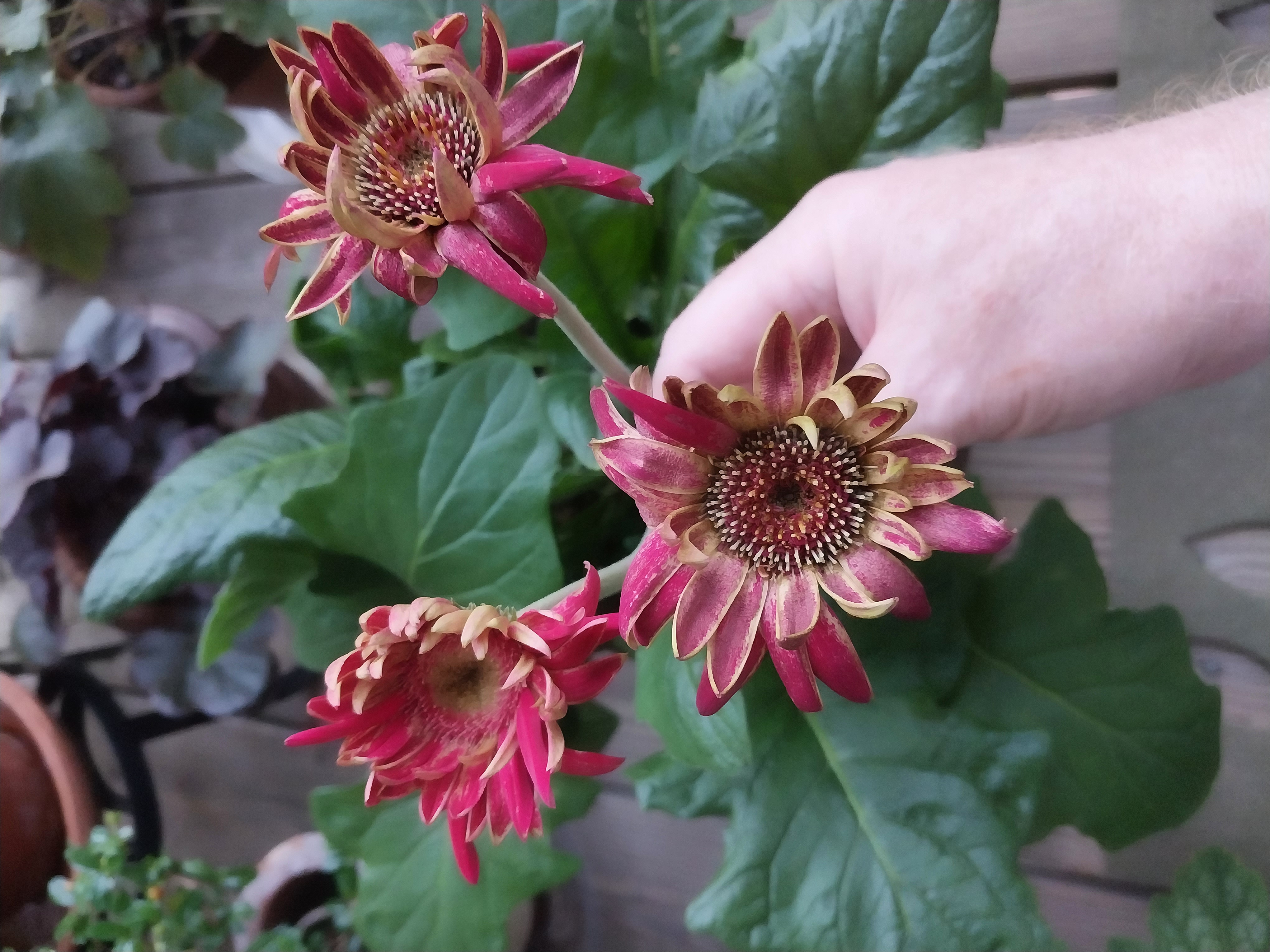 Gerbera Daisy Blooms Deformed - Ask Extension