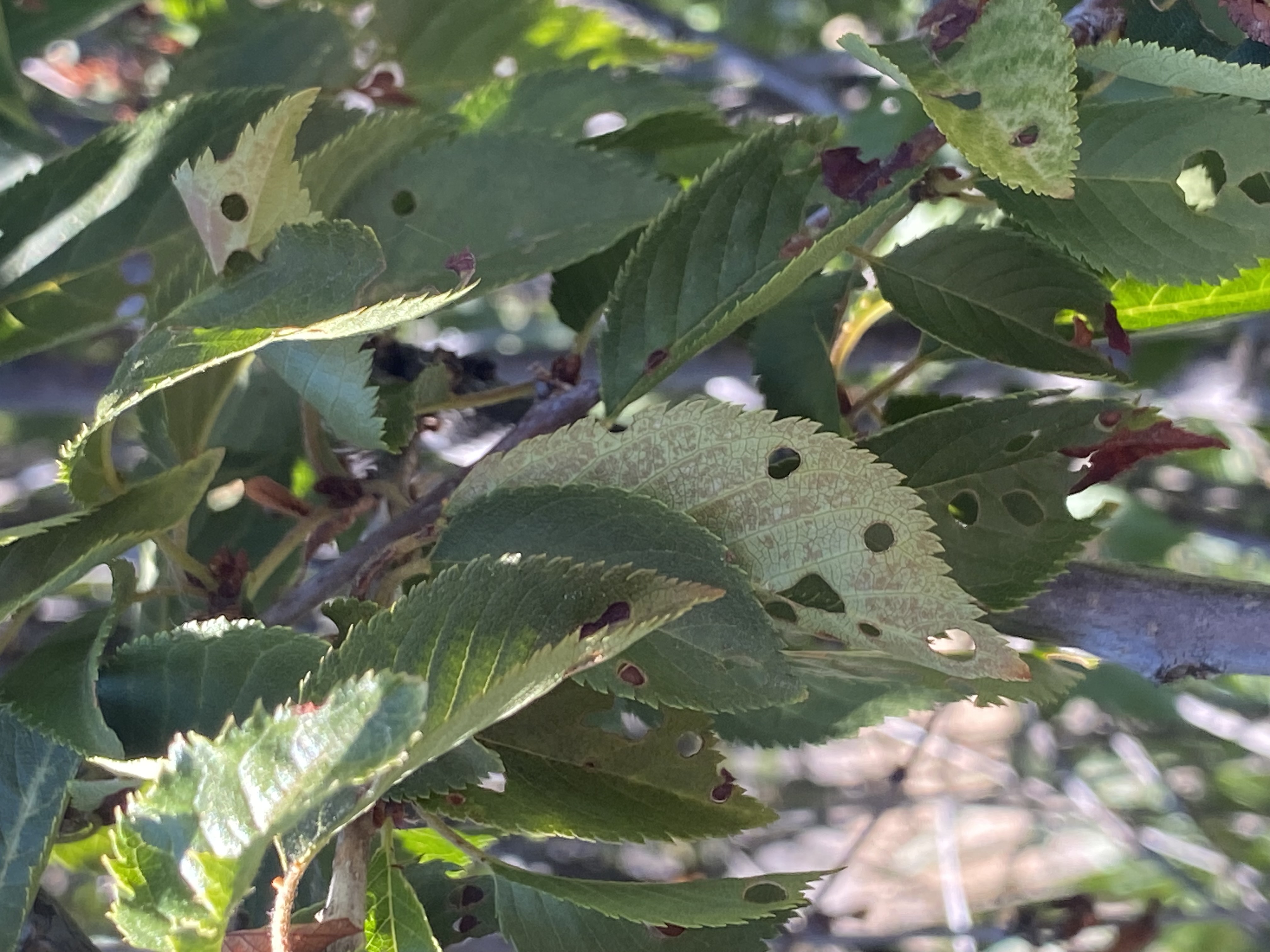 Weeping cherry tree - Ask Extension