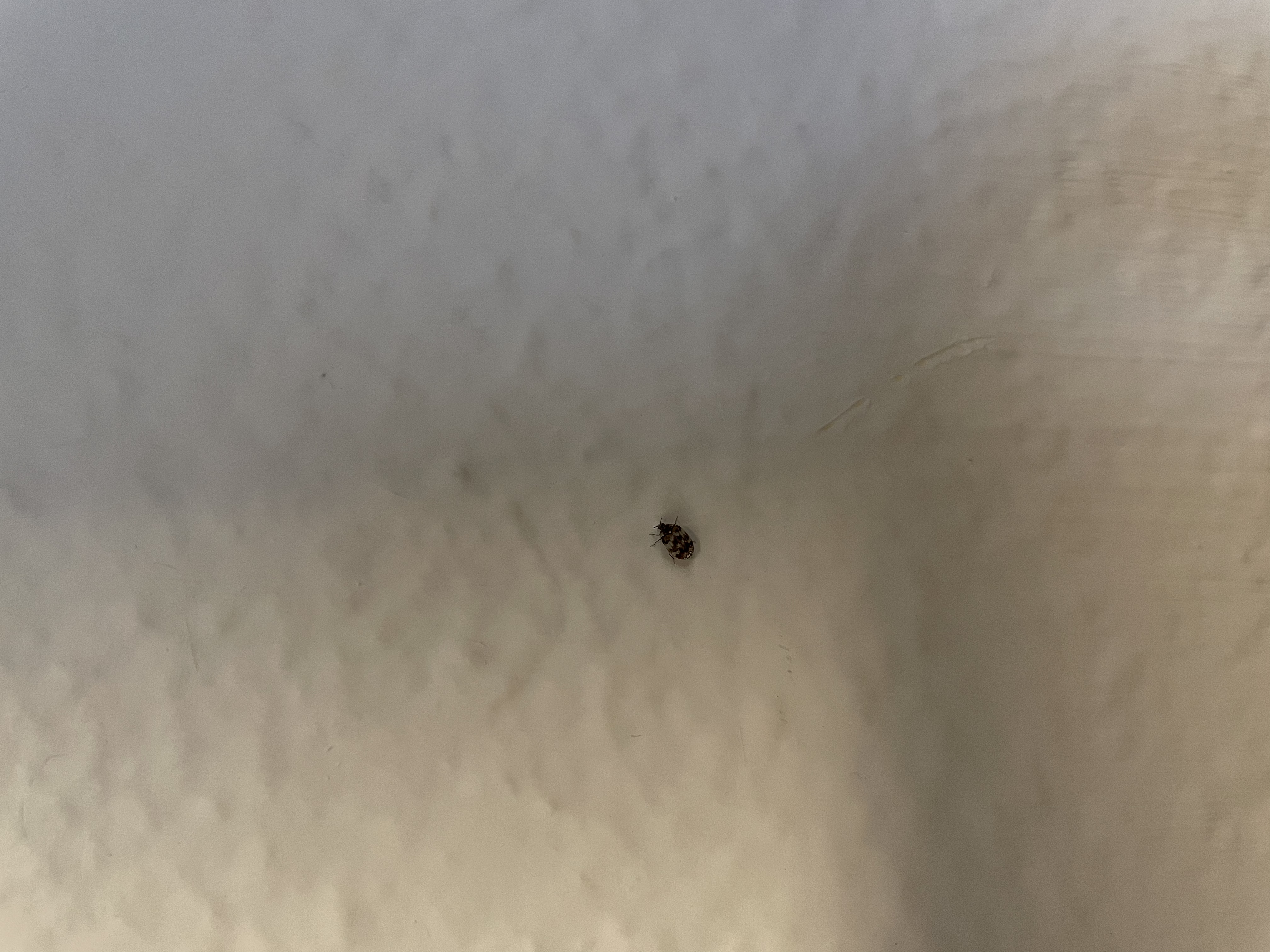 Help identify this tiny hard shell bug - Ask Extension