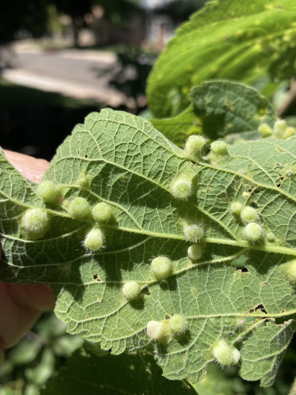 Galls on Viburnum - Ask Extension