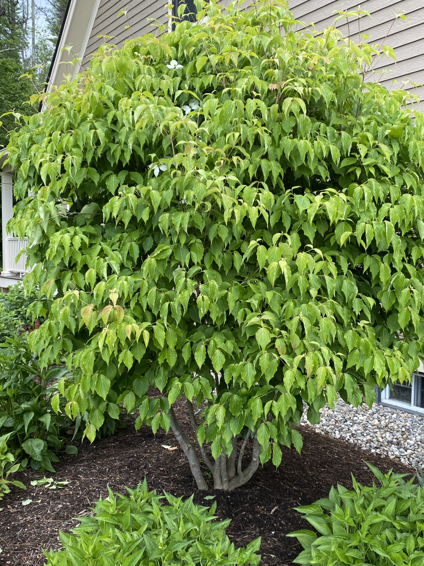 Why are my Kousa Dogwoods not flowering or flowering very minimally ...