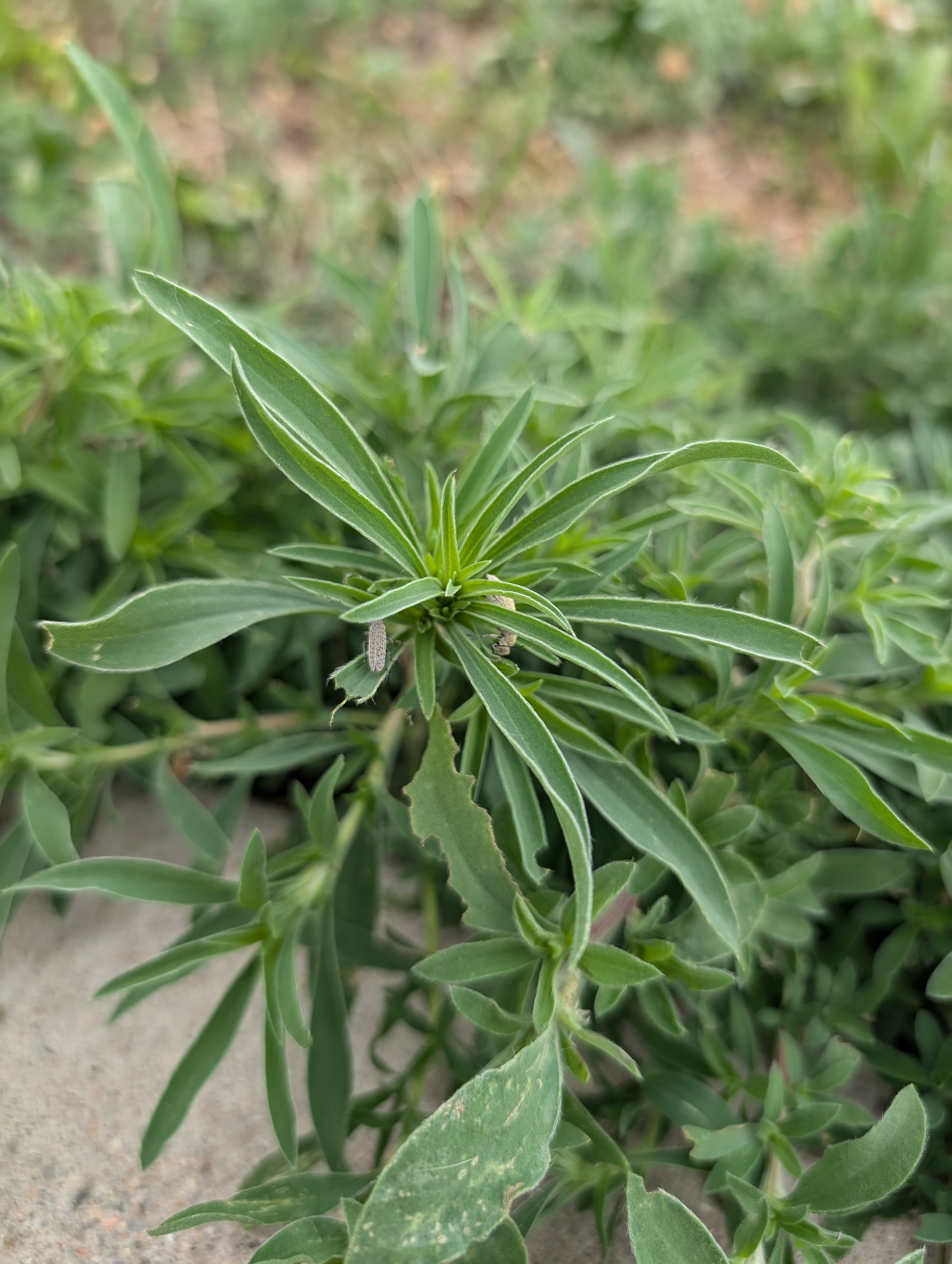 Ash grey blister beetle help - Ask Extension