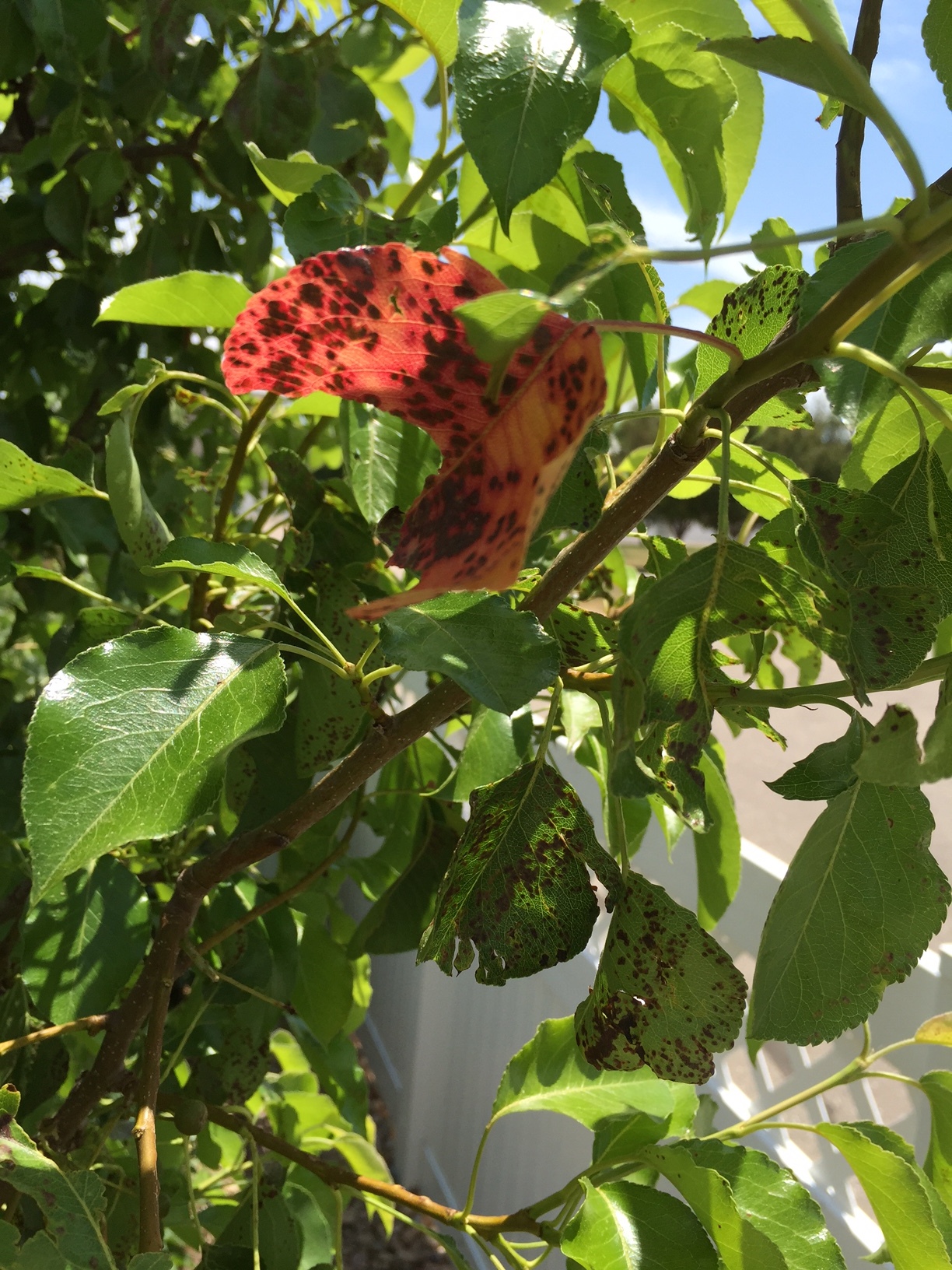 Pear Tree Leaves With Spots And Turning Red Already Ask Extension