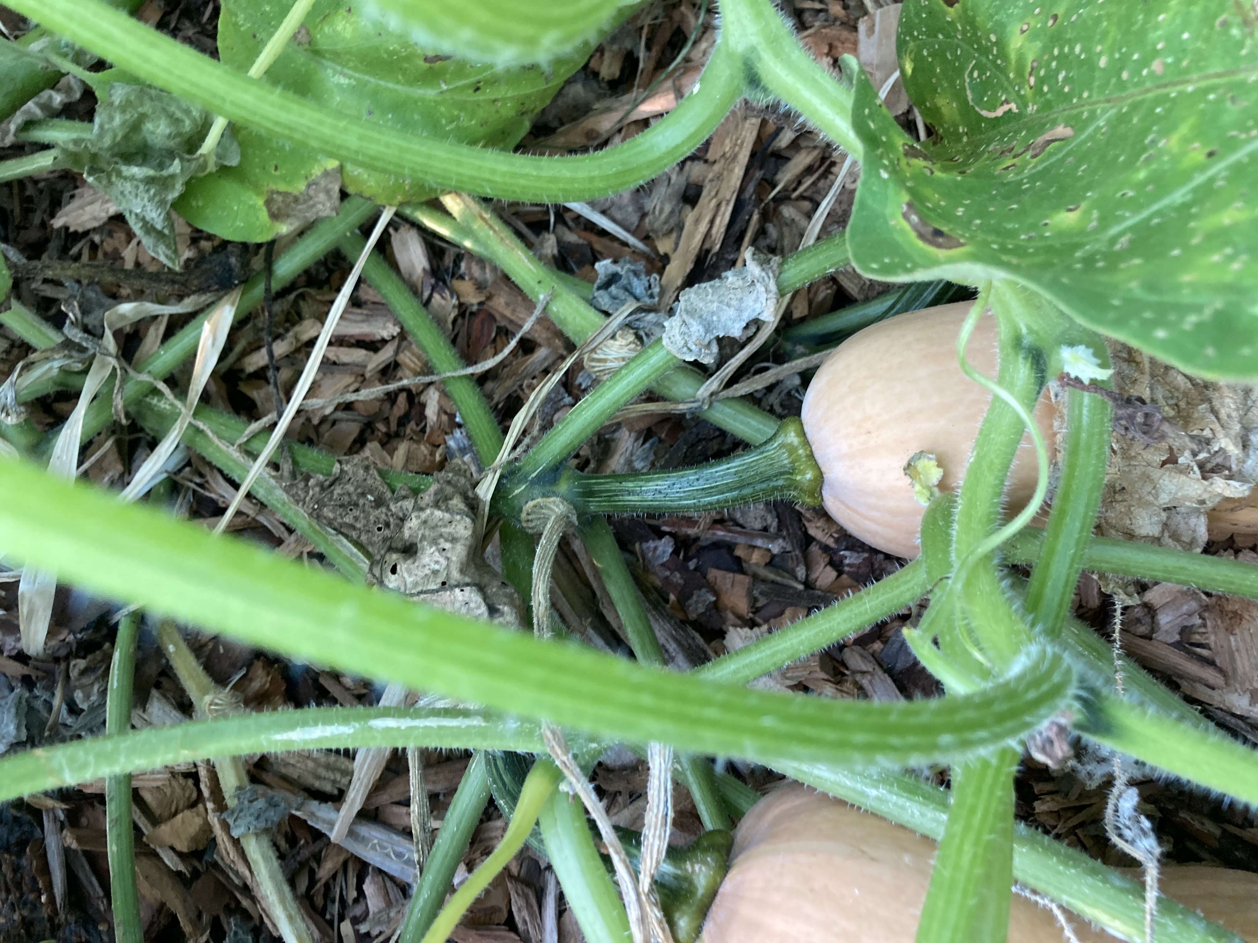 how-to-know-when-to-harvest-butternut-squash-ask-extension