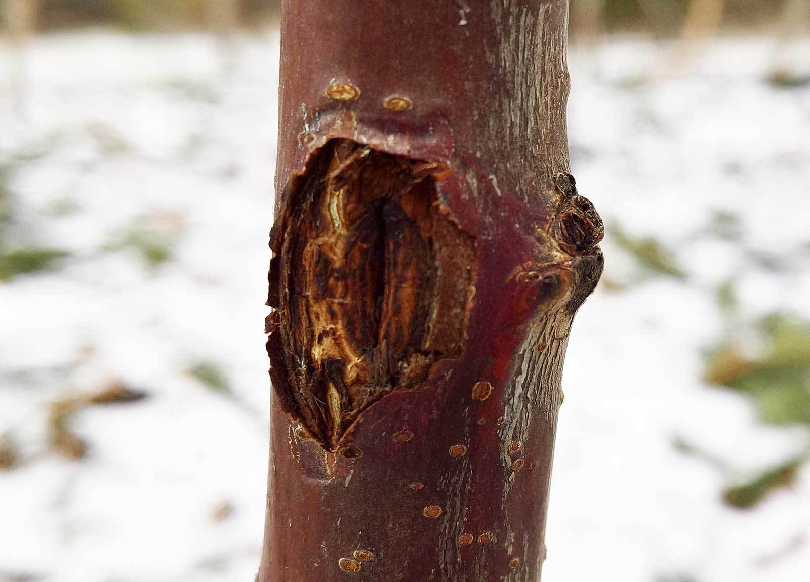 Cherry Tree Diseases Ask Extension